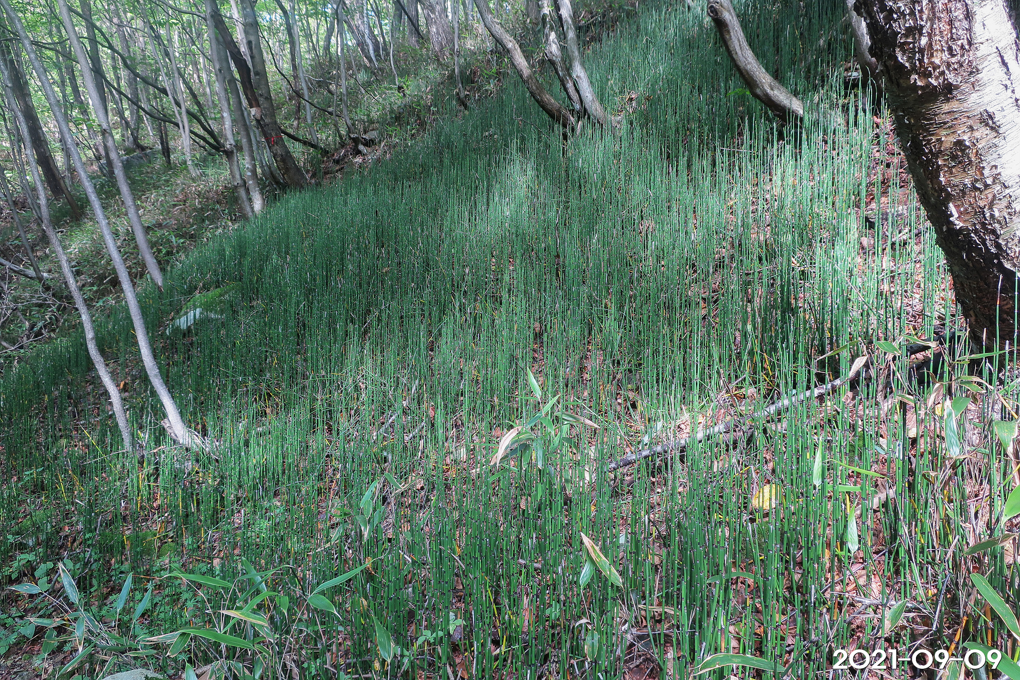 속새 Equisetum hyemale L. – 그루터기 식물도감