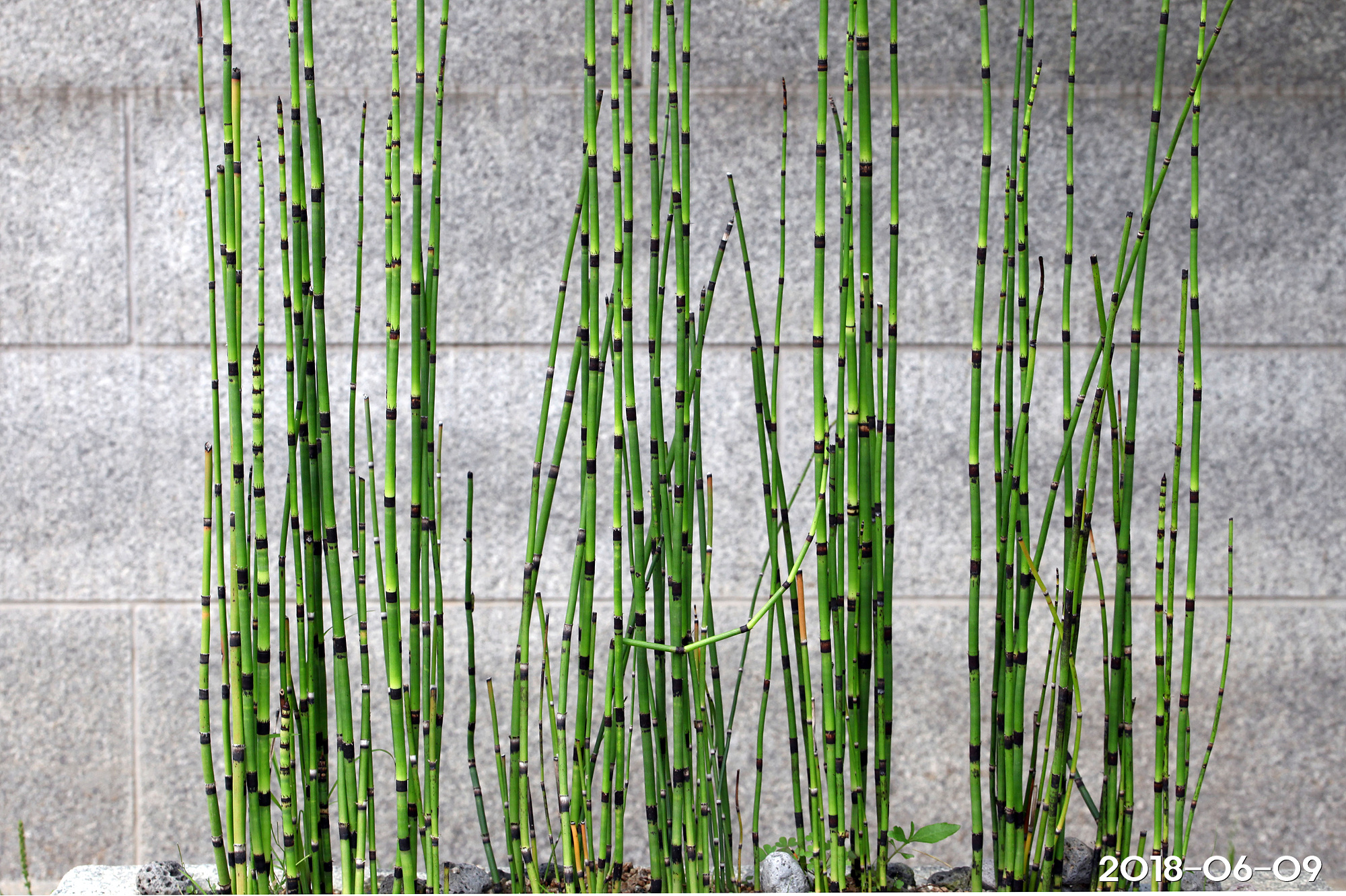 속새 Equisetum hyemale L. – 그루터기 식물도감