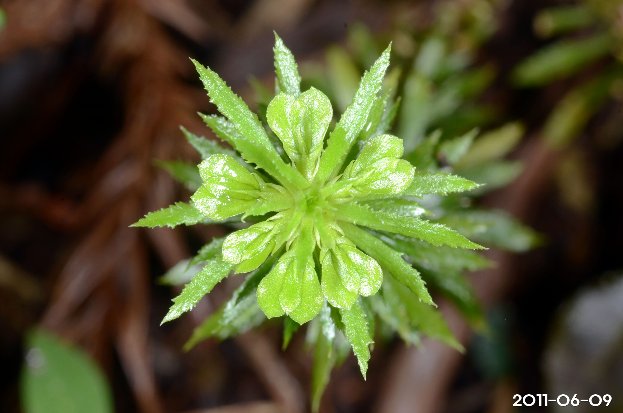 뱀톱 Huperzia serrata (Thunb.) Trevis.