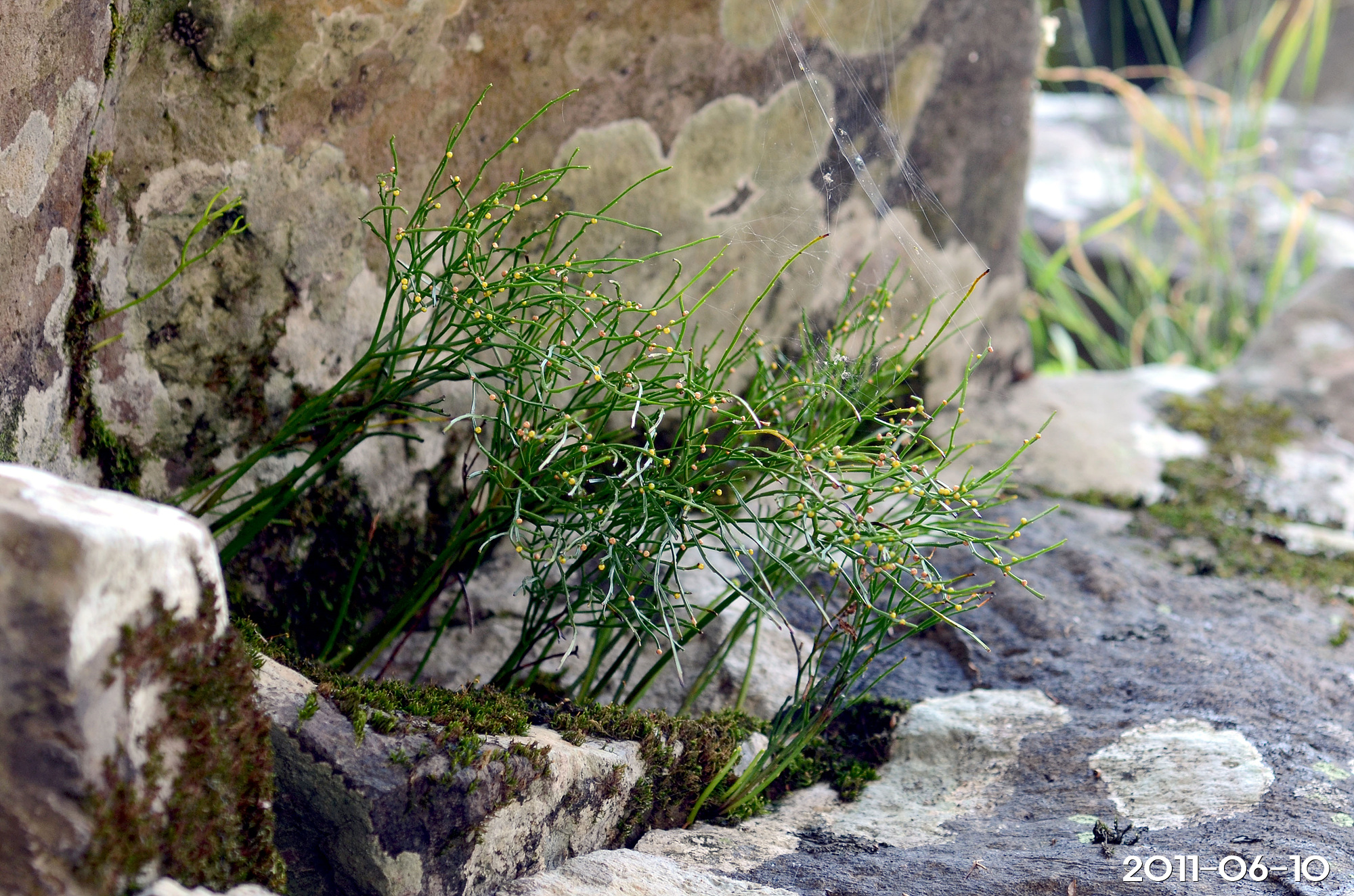 솔잎난 Psilotum nudum (L.) P. Beauv.