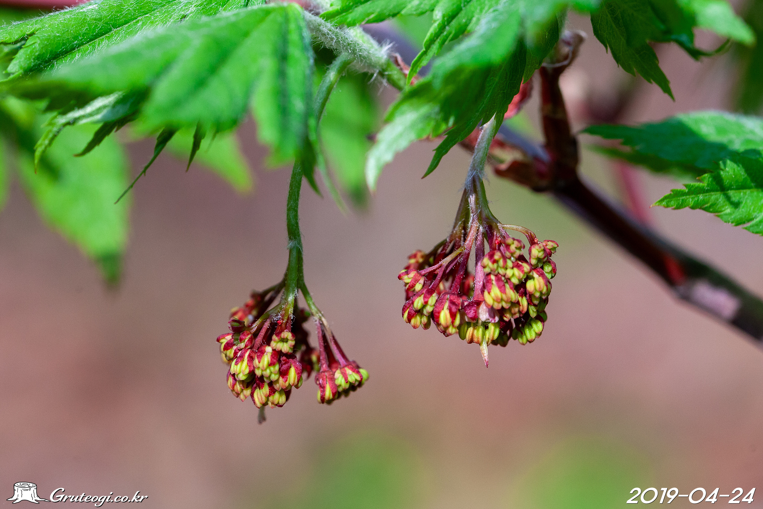 당단풍나무 Acer pseudosieboldianum (Pax) Kom.