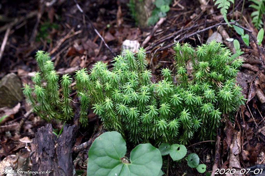 Huperzia serrata habit