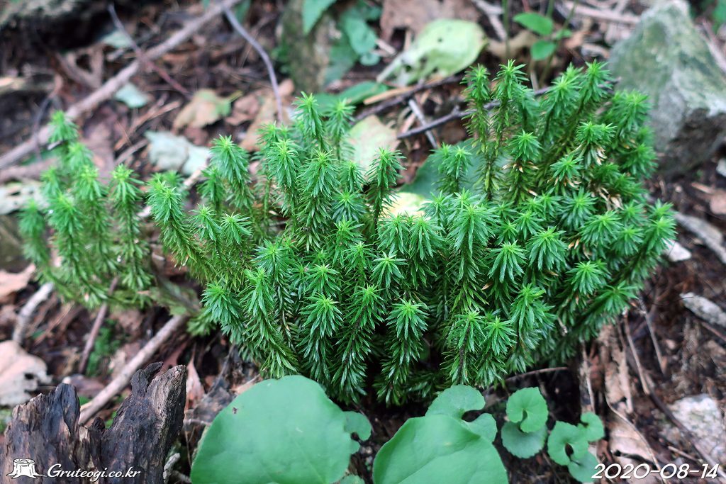 Huperzia serrata habit
