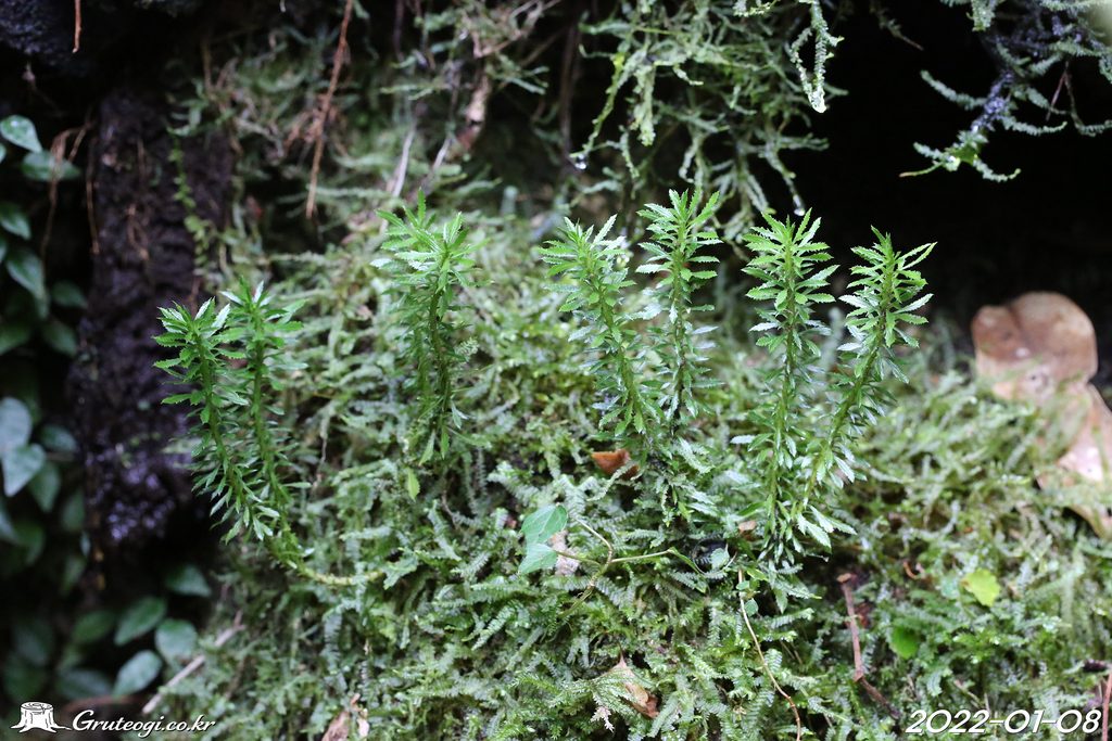 Huperzia serrata habit