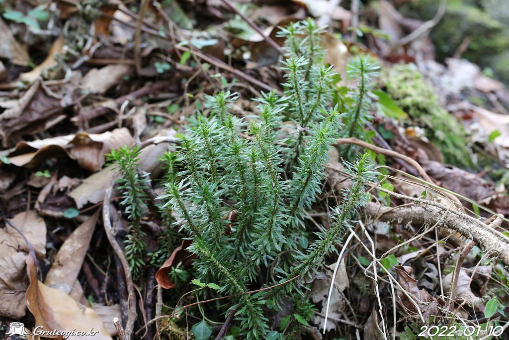 Huperzia serrata habit