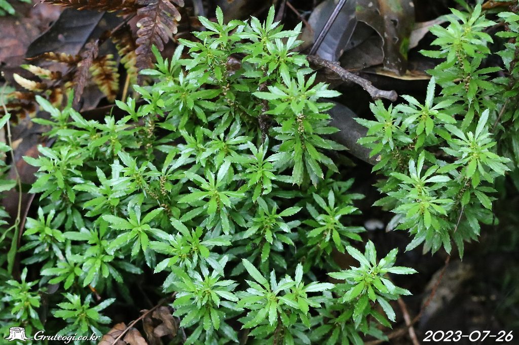 Huperzia serrata habit