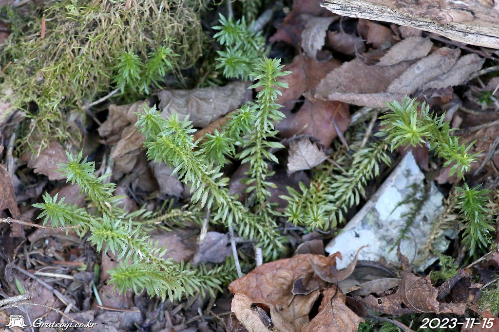 Huperzia serrata habit