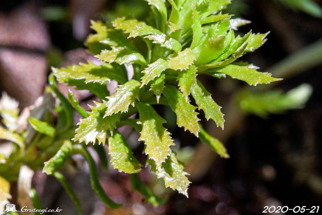 Huperzia serrata leaf