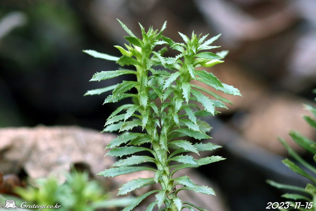 Huperzia serrata leaf