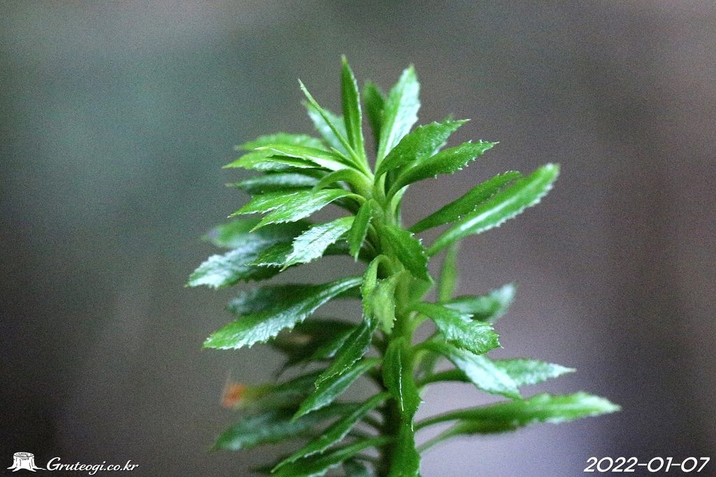 Huperzia serrata leaf