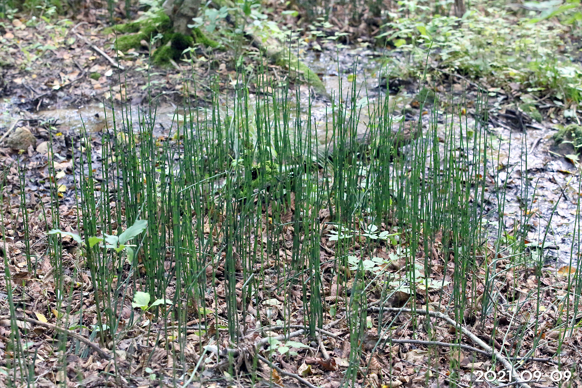 속새 Equisetum hyemale L. – 그루터기 식물도감