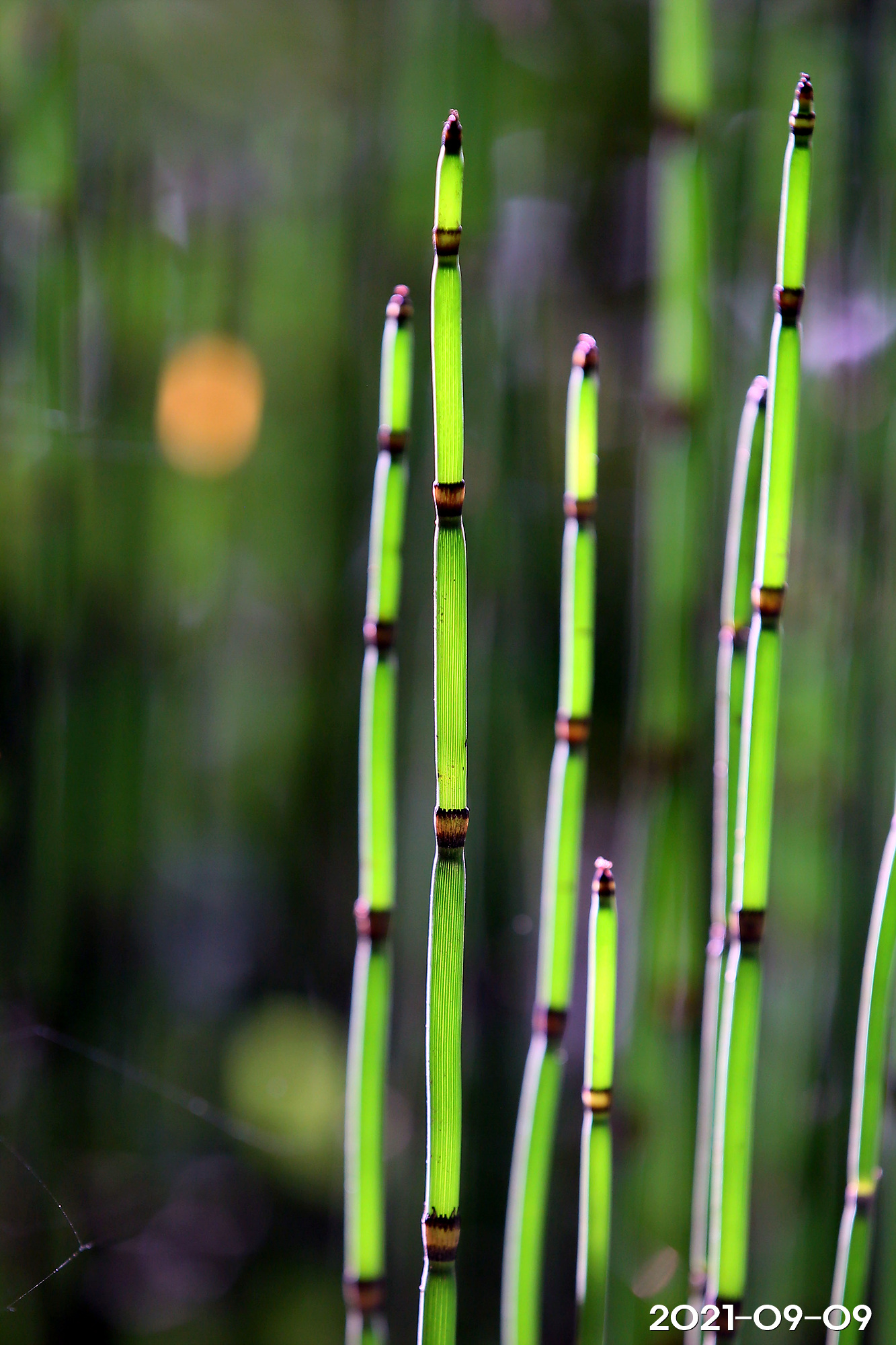 속새 Equisetum hyemale L. – 그루터기 식물도감