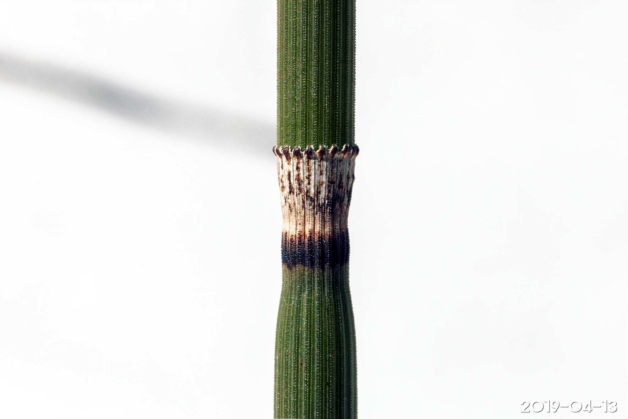속새 Equisetum hyemale L. – 그루터기 식물도감