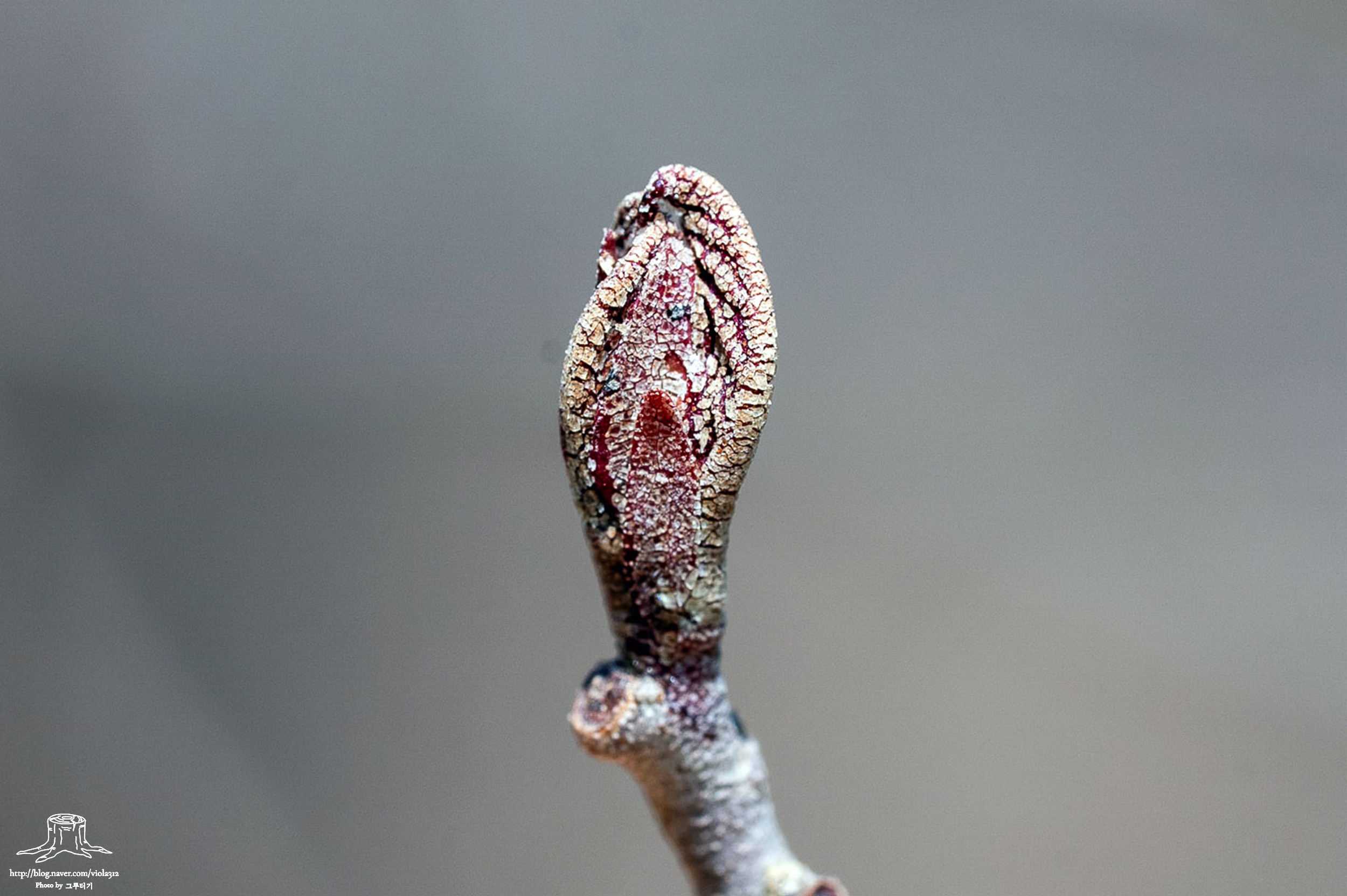 오리나무(Alnus japonica (Thunb.) Steud.) 겨울눈이 모두 나아(맨눈)인 이유