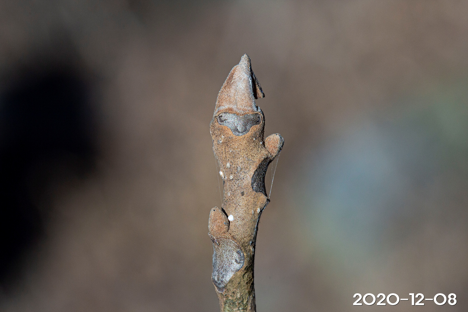 가래나무 Juglans mandshurica Maxim.