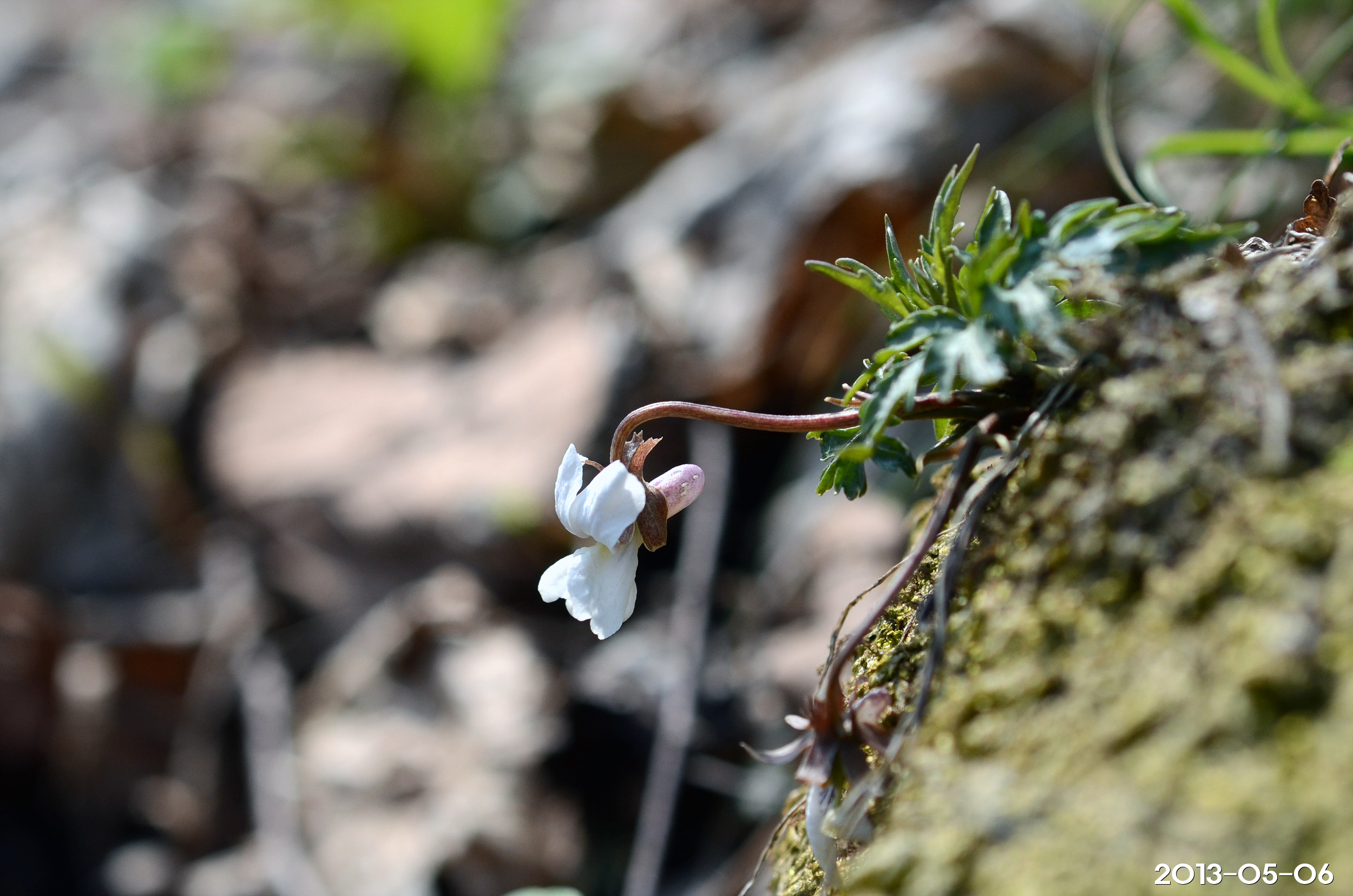 단풍제비꽃 Viola albida var. takahashii (Nakai) Nakai