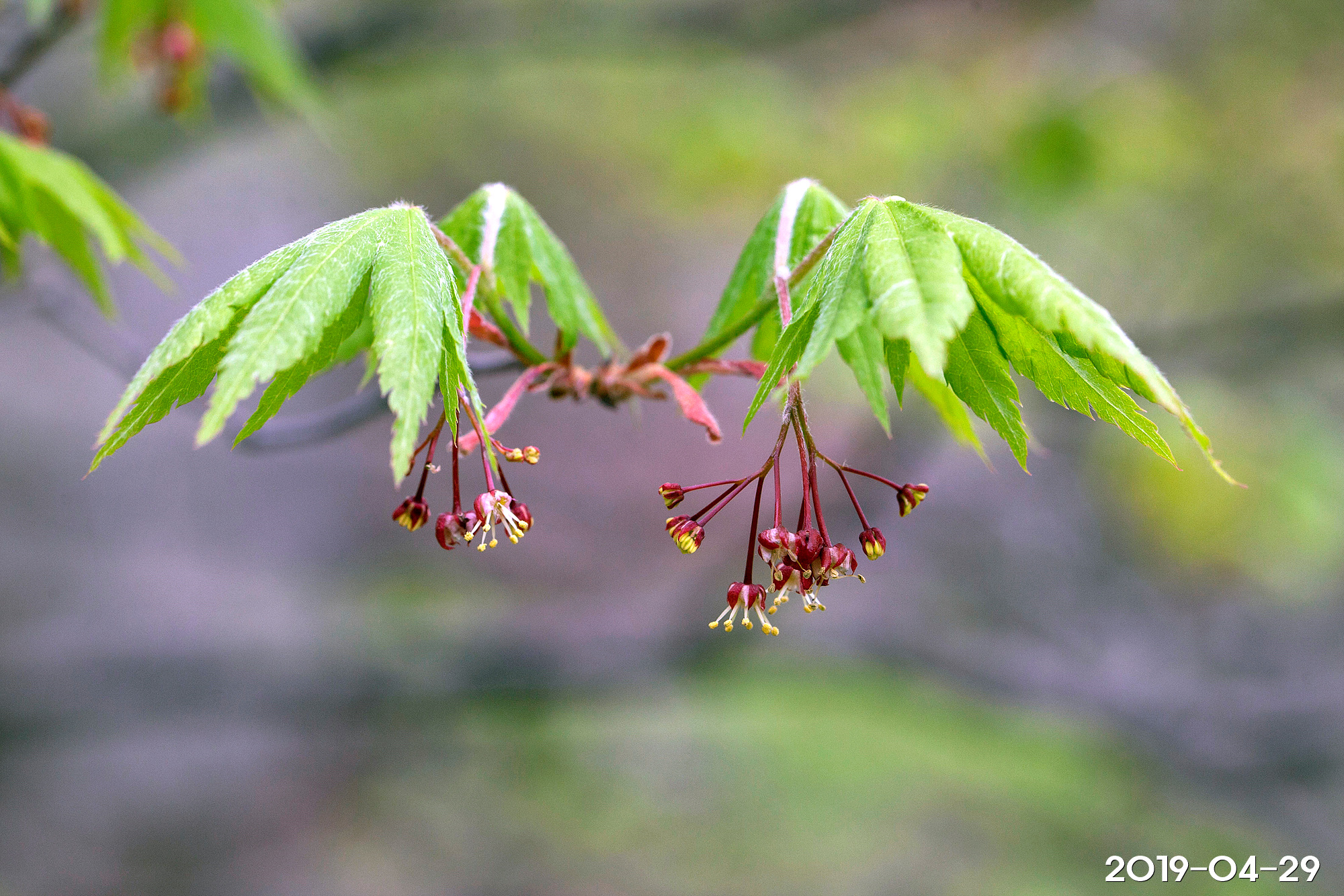 당단풍나무Acer pseudosieboldianum (Pax) Kom.
