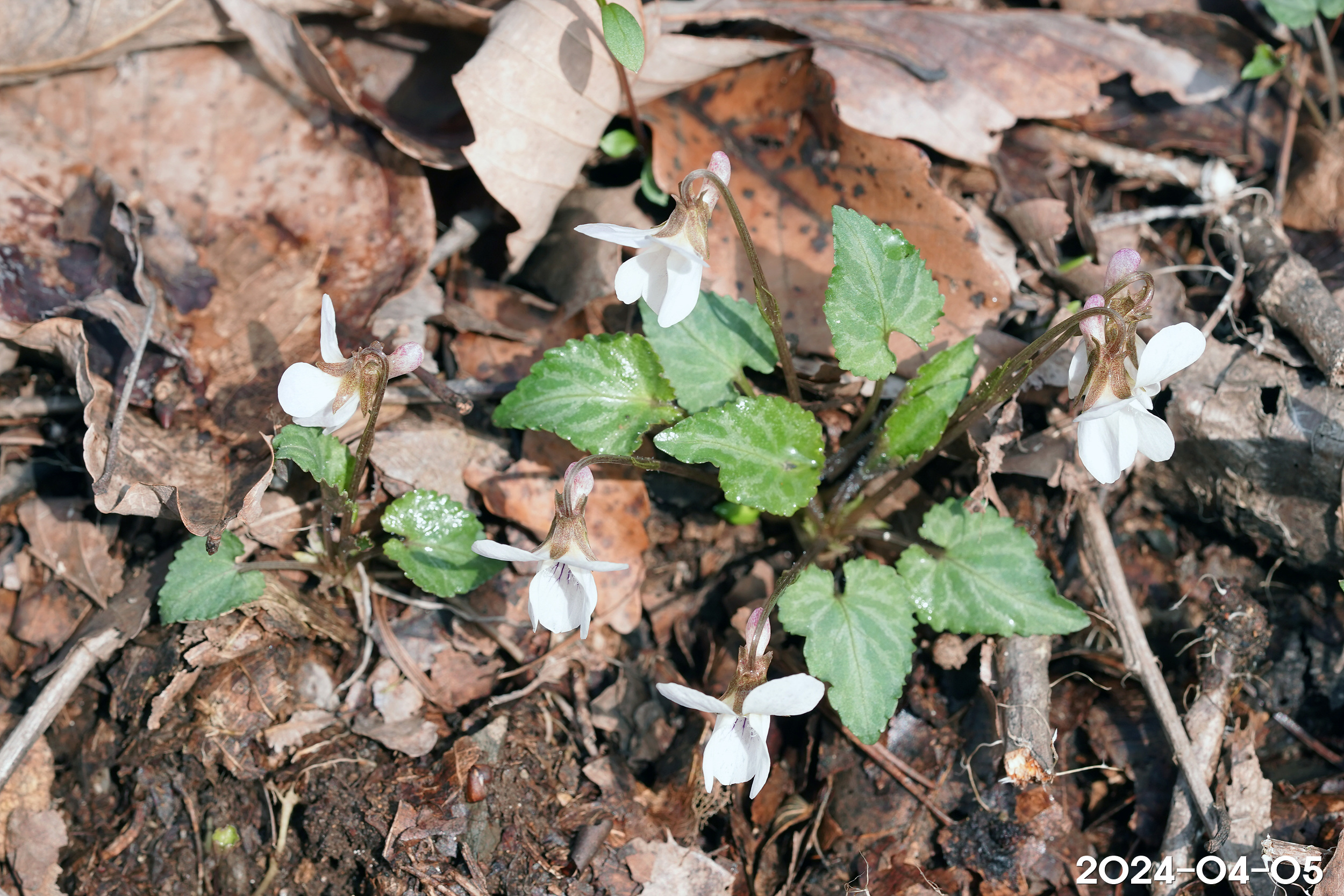 민둥뫼제비꽃 Viola tokubuchiana var. takedana (Makino) F. Maek.