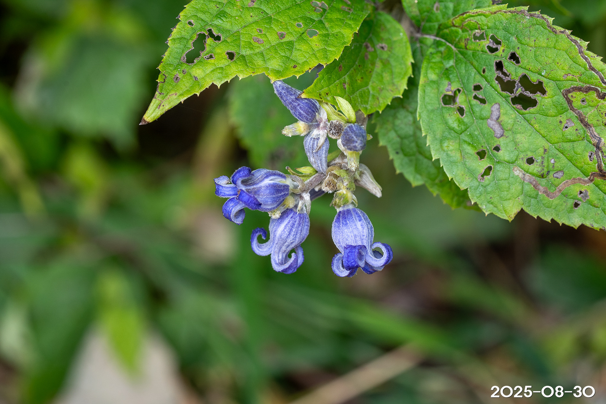 병조희풀 Clematis heracleifolia var. urticifolia (Nakai ex Kitag.) U.C. La