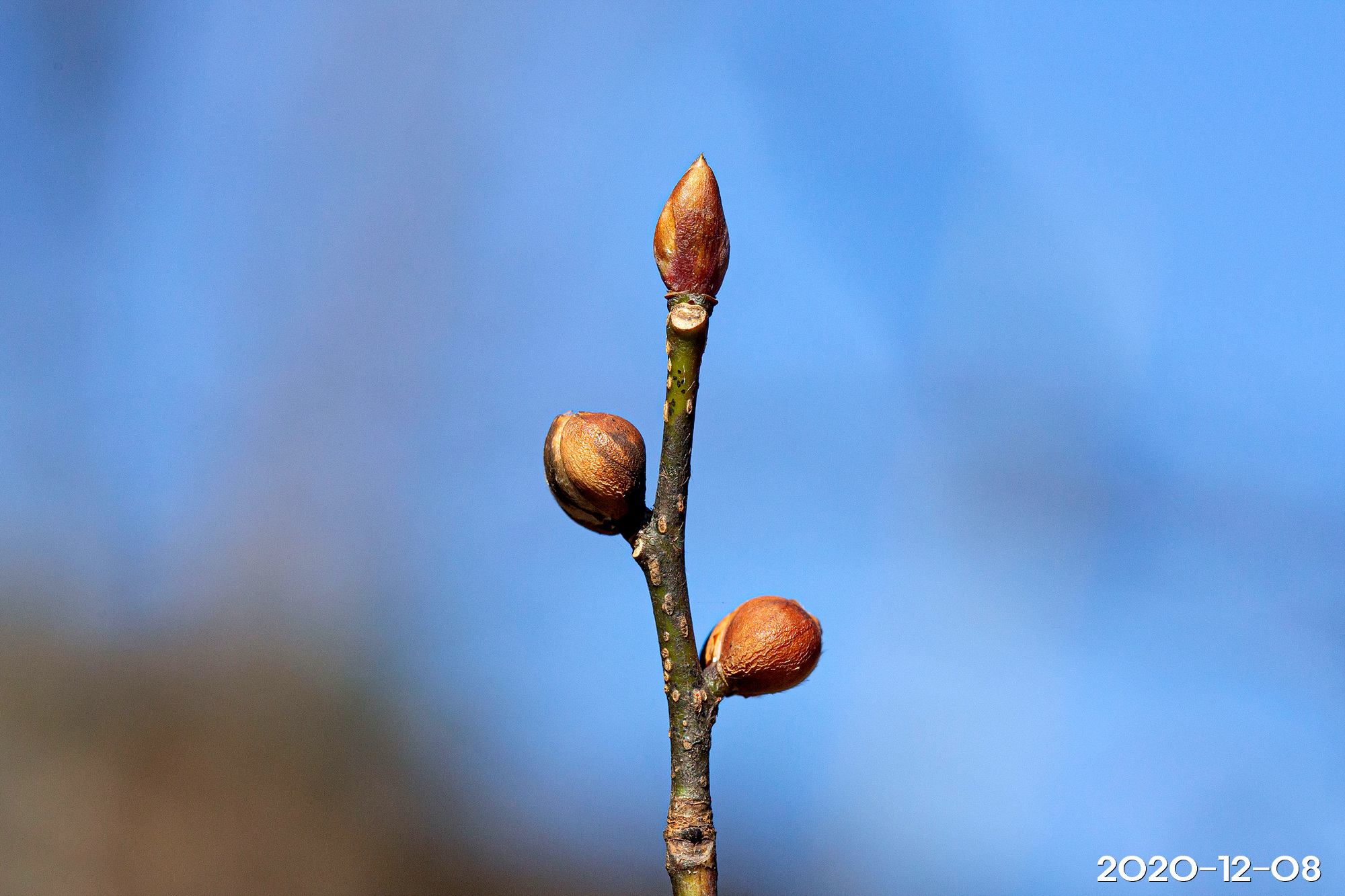 생강나무 Lindera obtusiloba Blume