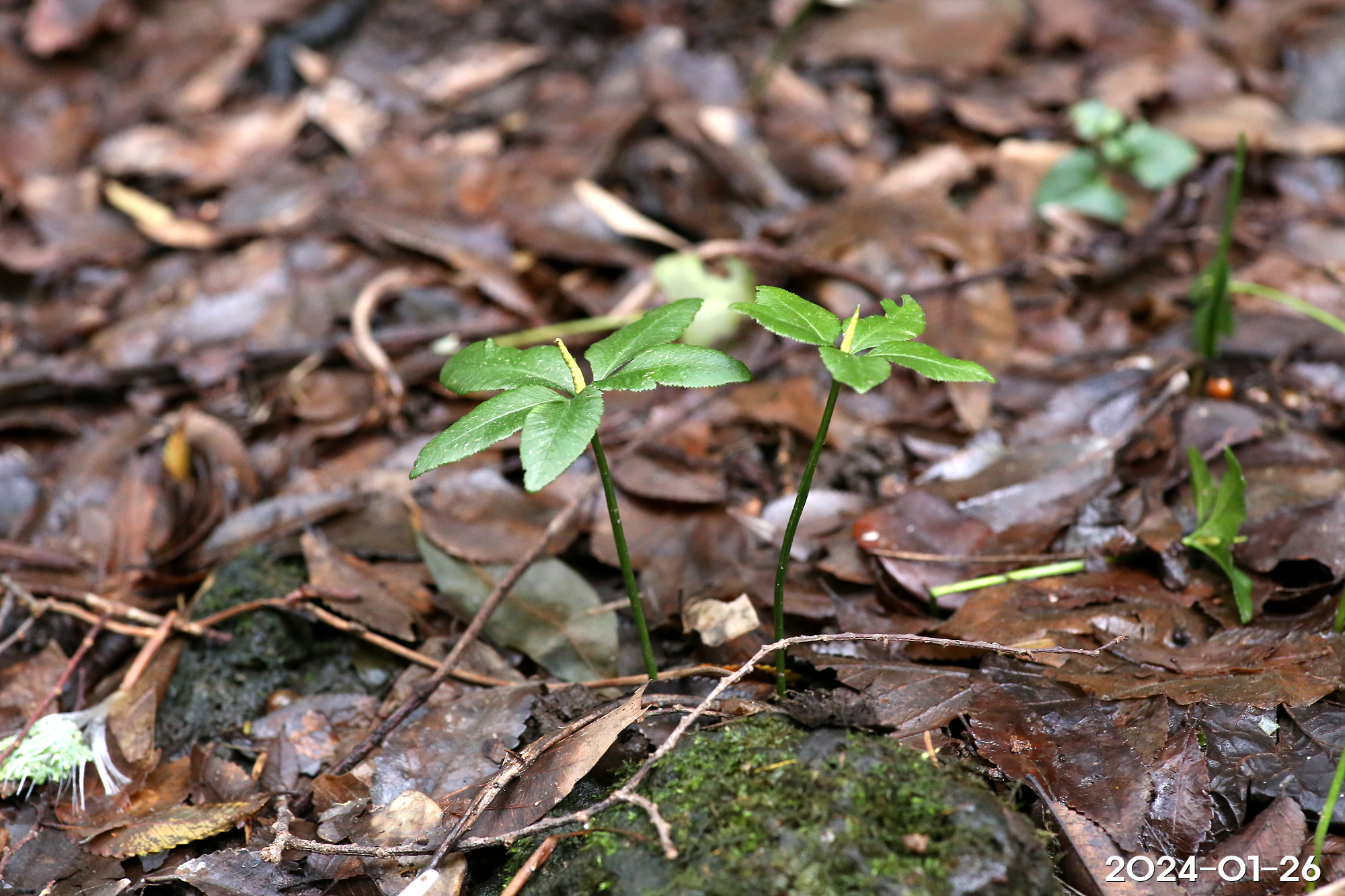 제주고사리삼 Mankyua chejuensis B.-Y. Sun, M. H. Kim & C. H. Kim
