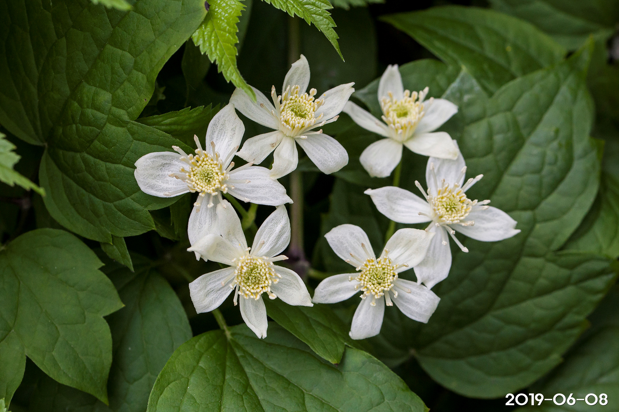 할미밀망 Clematis trichotoma Nakai