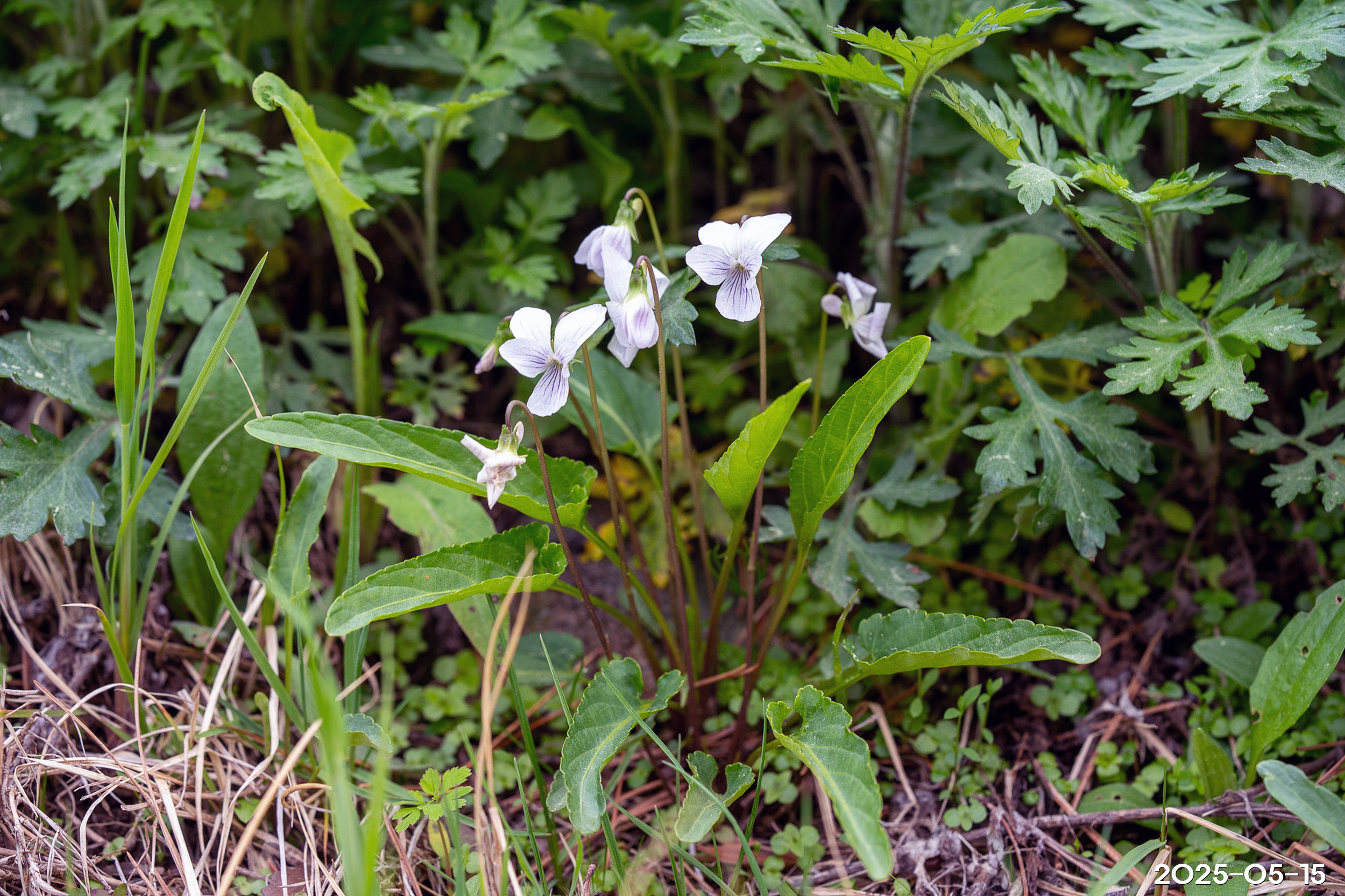 흰들제비꽃 Viola betonicifolia var. albescens (Nakai) F. Maek. & T. Hashim.