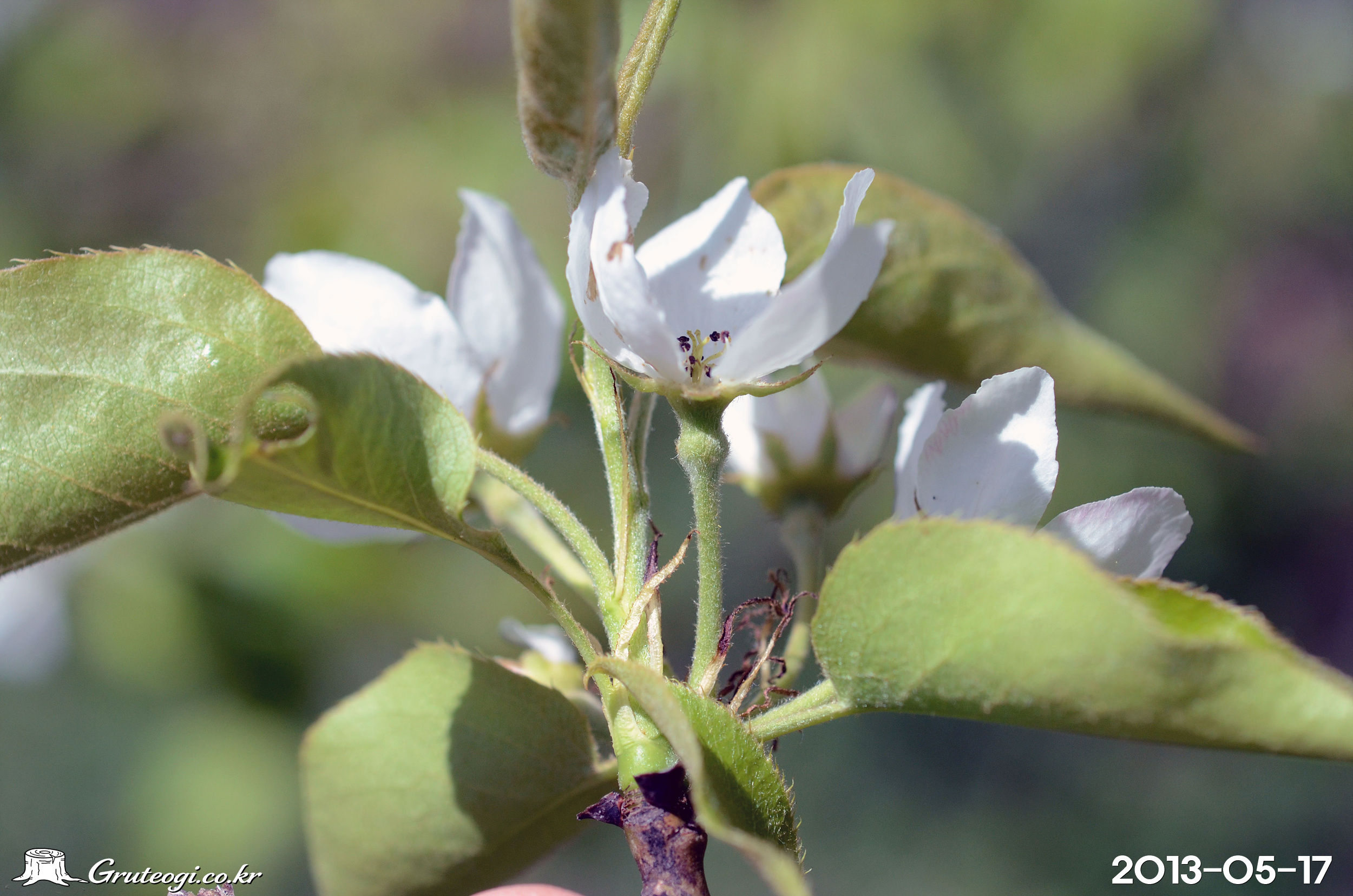 산돌배나무 Pyrus ussuriensis Maxim.