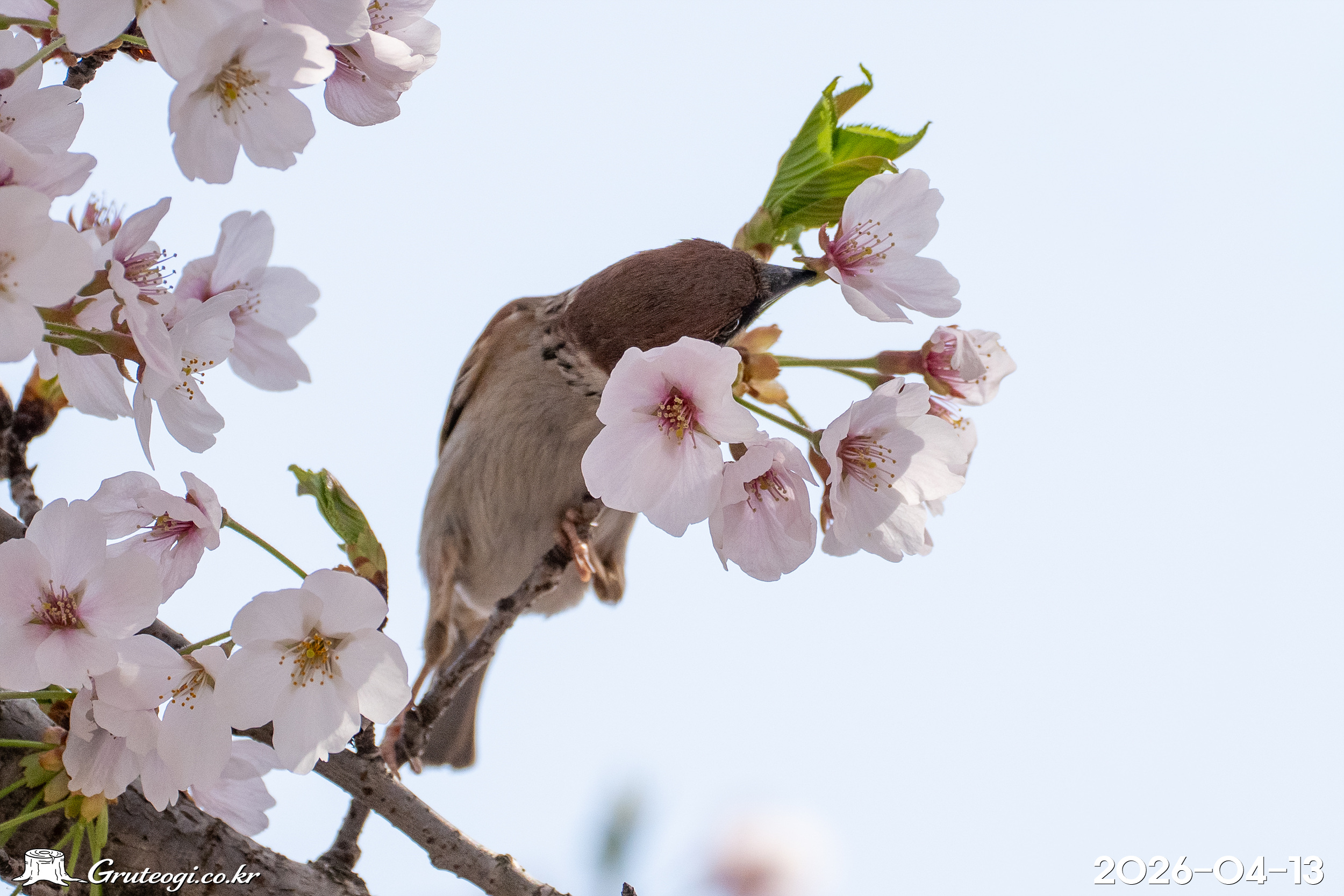 참새가 꿀 도둑질(nectar robber)을 할 때 벚나무에는 어떤 영향이 있을까?