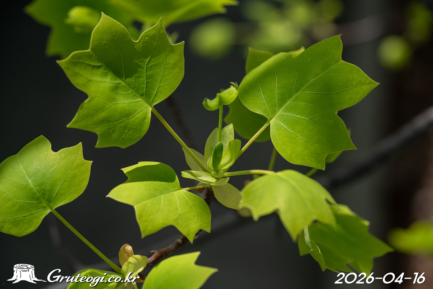 튤립나무의 잎은 왜 이렇게 생겼을까?