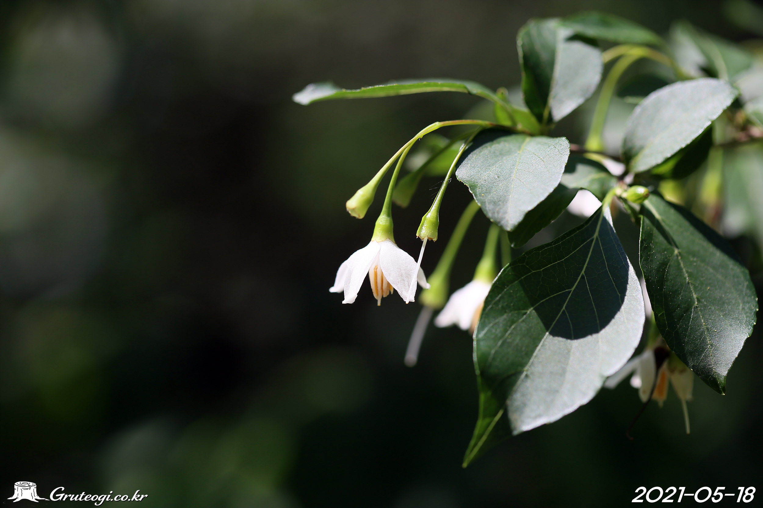 때죽나무 Styrax japonicus Siebold & Zucc.