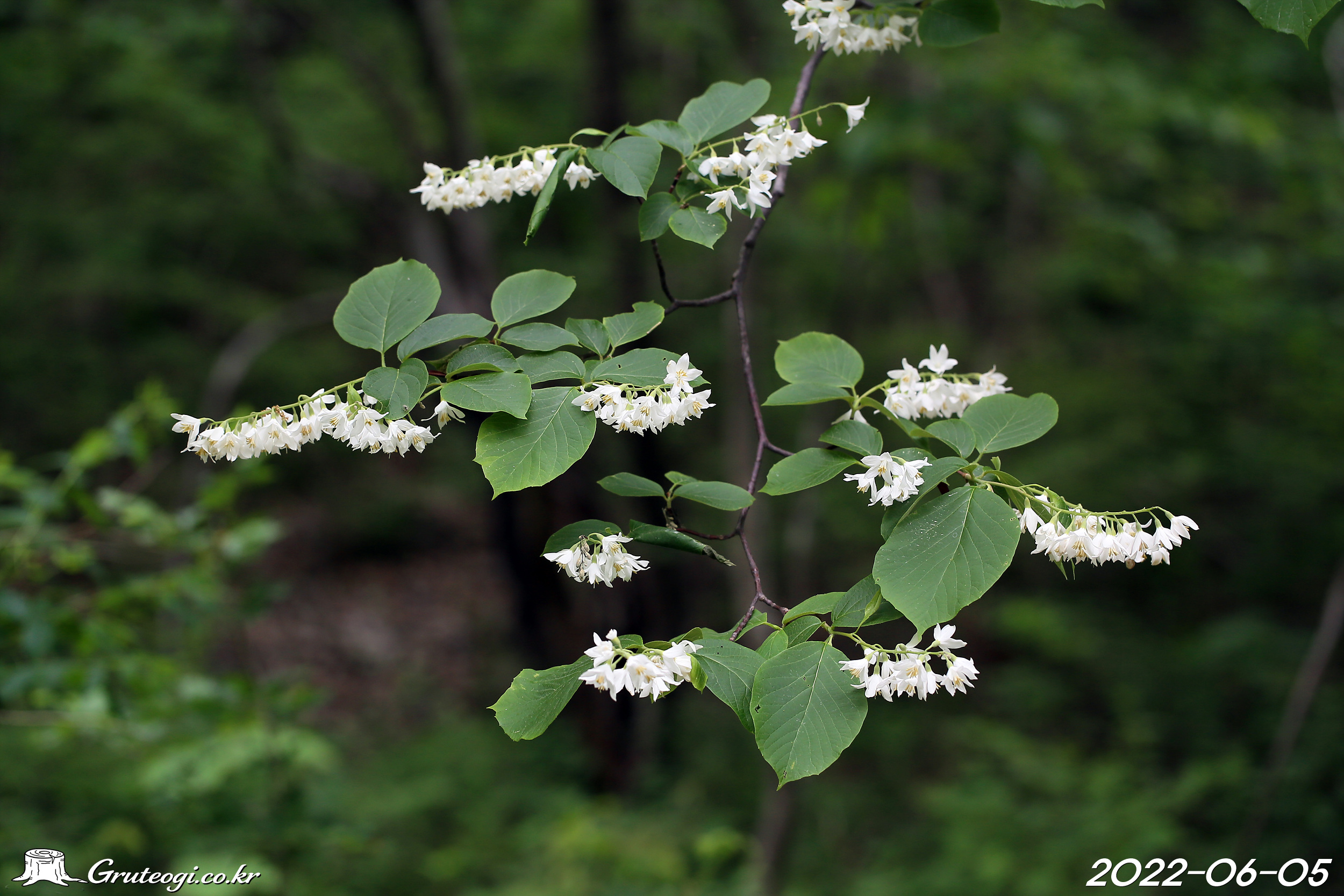 쪽동백나무 Styrax obassia Siebold & Zucc.