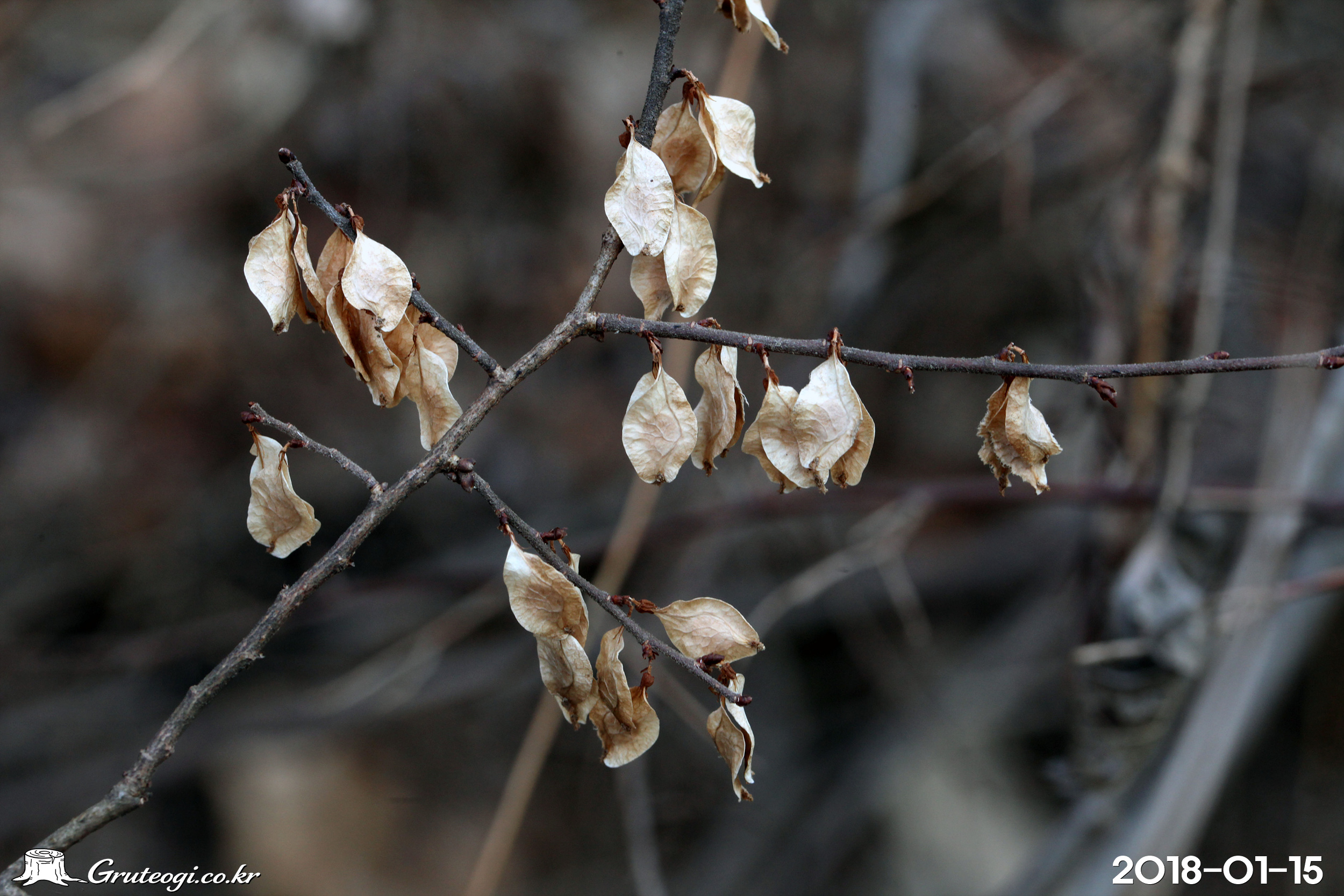 느릅나무 Ulmus davidiana var. japonica (Rehder) Nakai