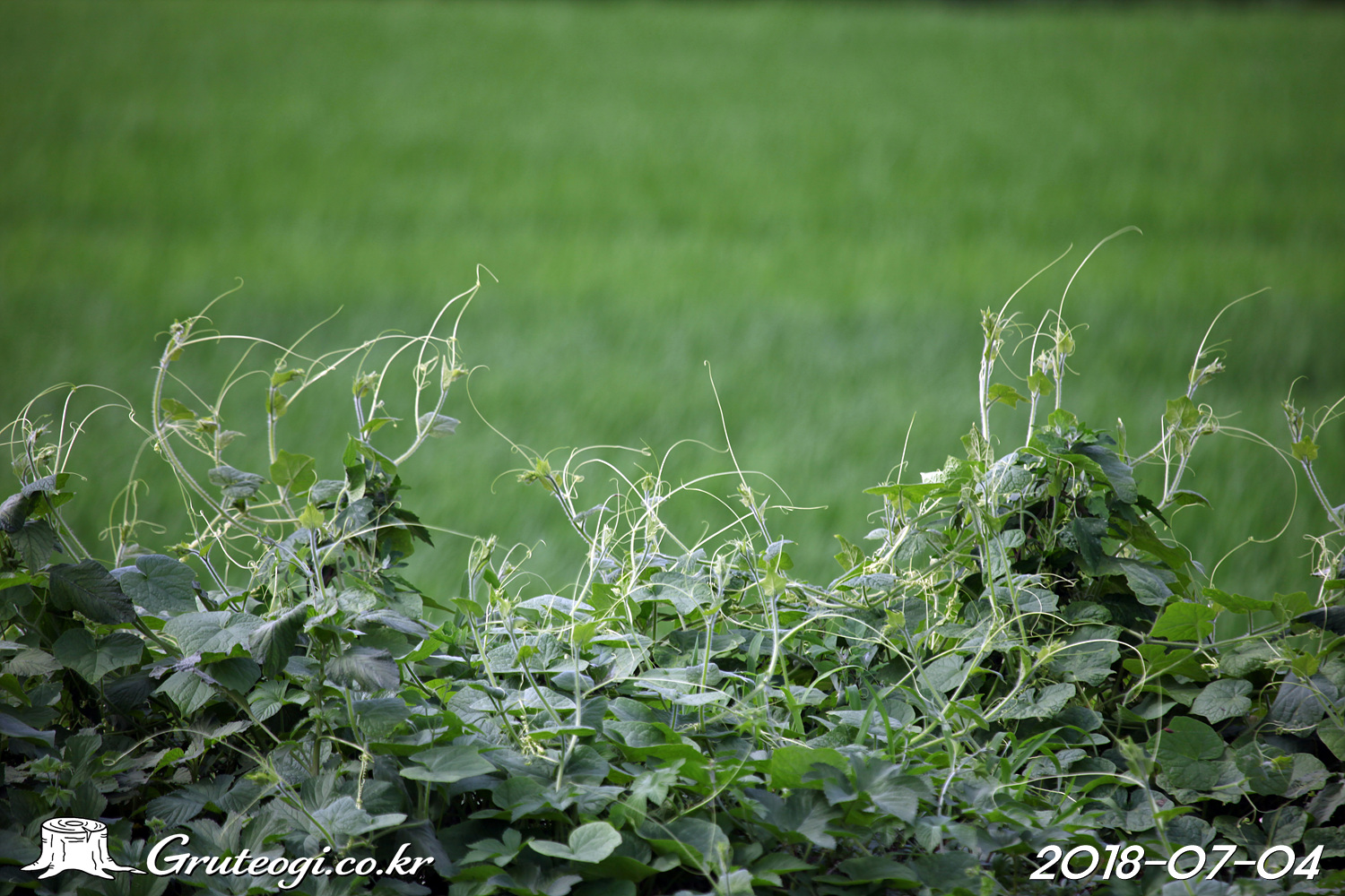 가시박 Sicyos angulatus L.