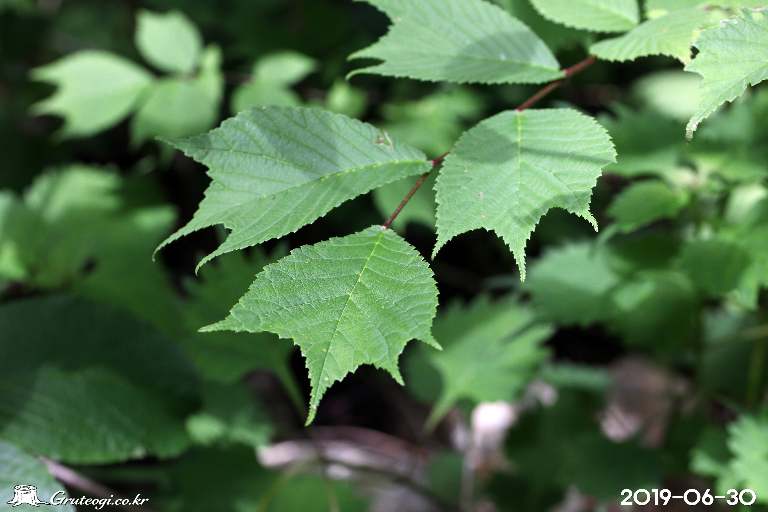 난티나무 Ulmus laciniata (Herder) Mayr ex Schwapp.
