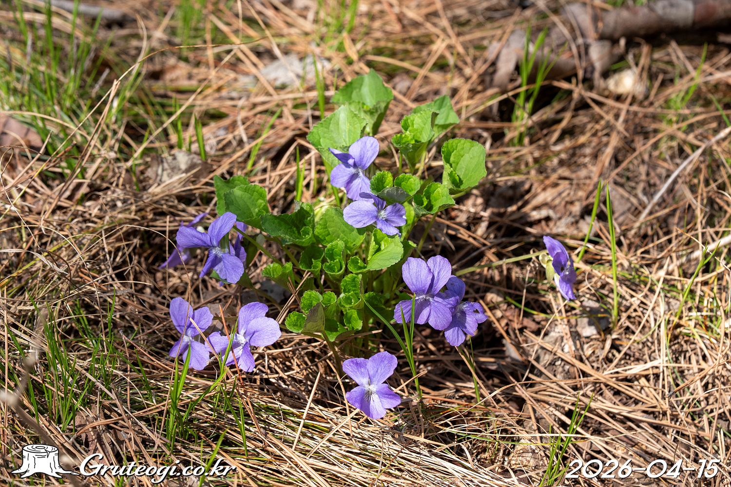 넓은잎제비꽃 Viola mirabilis L.