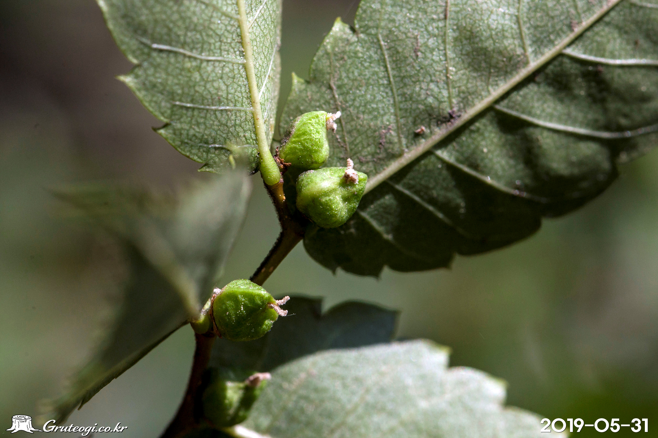 느티나무 Zelkova serrata (Thunb.) Makino