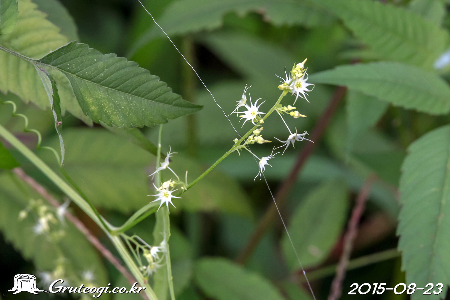 뚜껑덩굴 Actinostemma lobatum (Maxim.) Franch. & Sav.