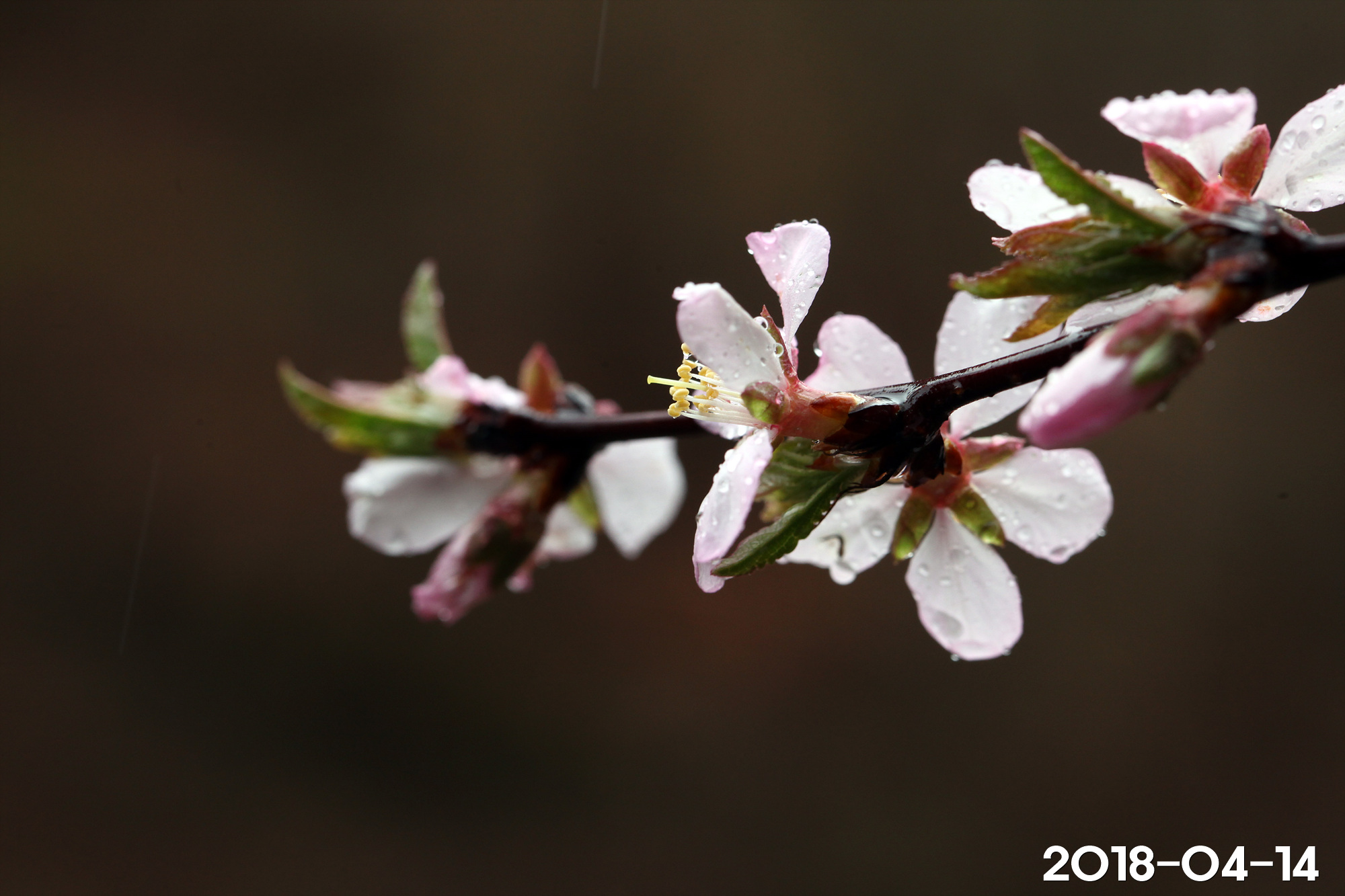 복사앵도 Prunus choreiana Nakai ex H.T. Im