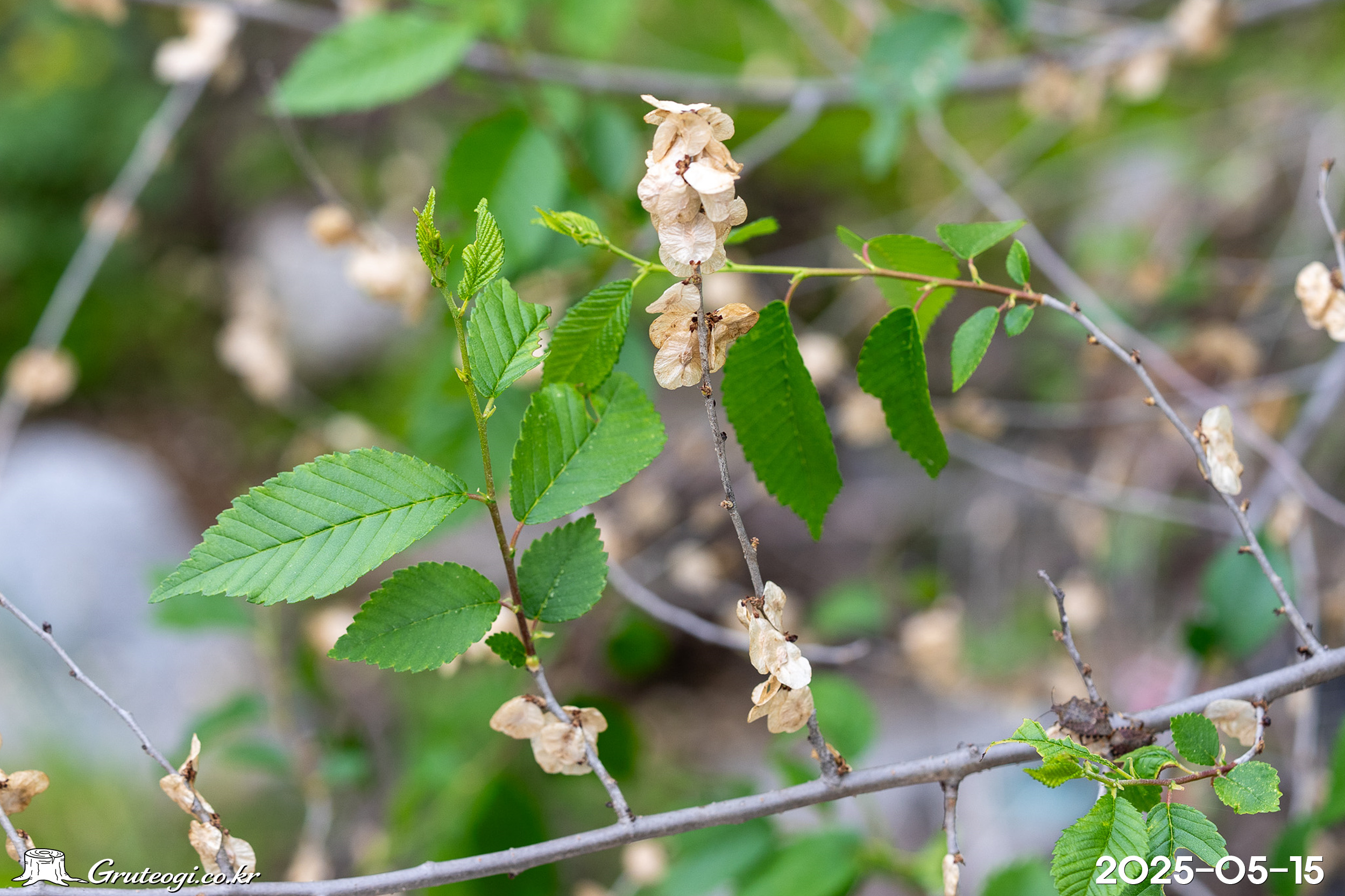 비술나무 Ulmus pumila L.