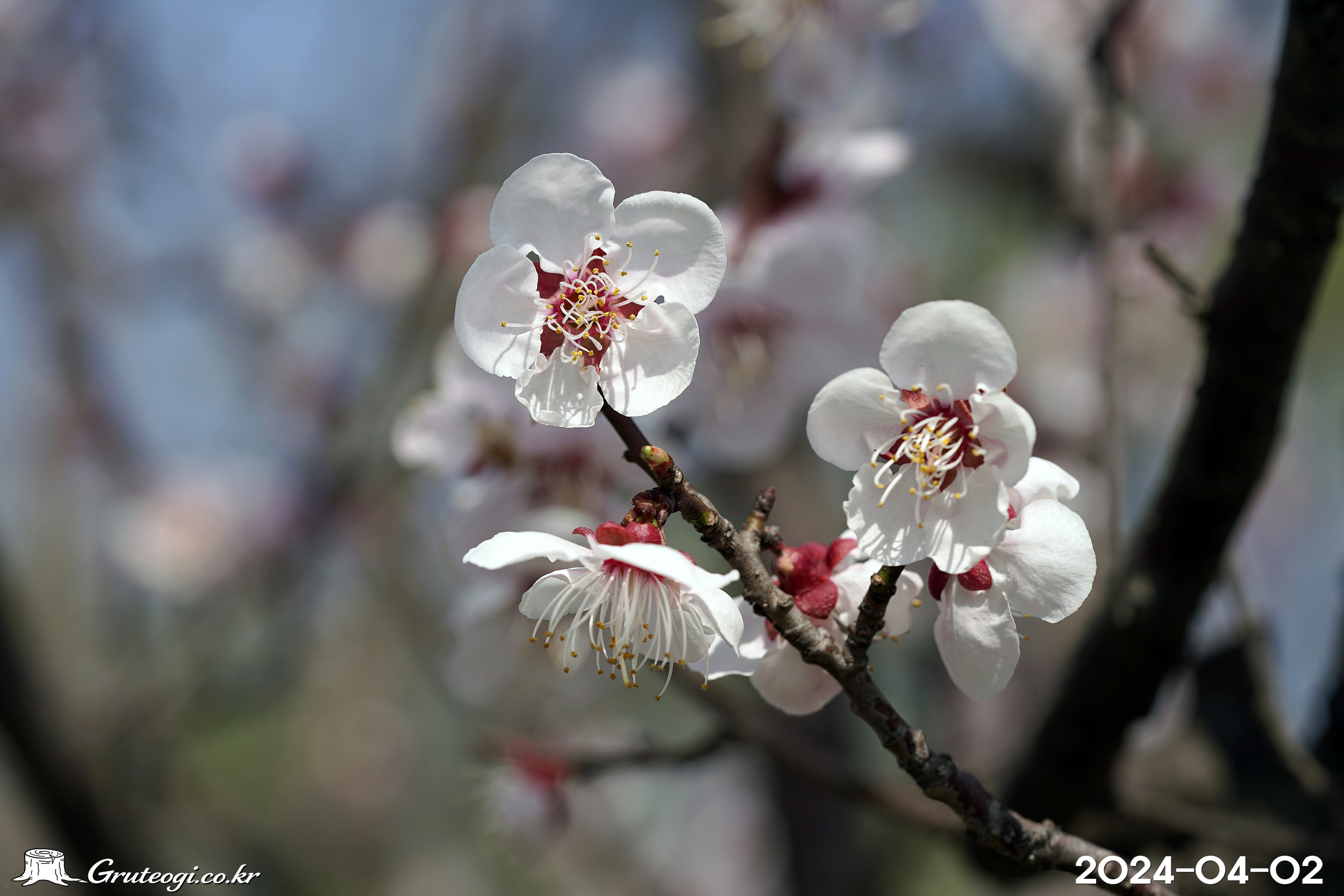 살구나무 Prunus armeniaca L.
