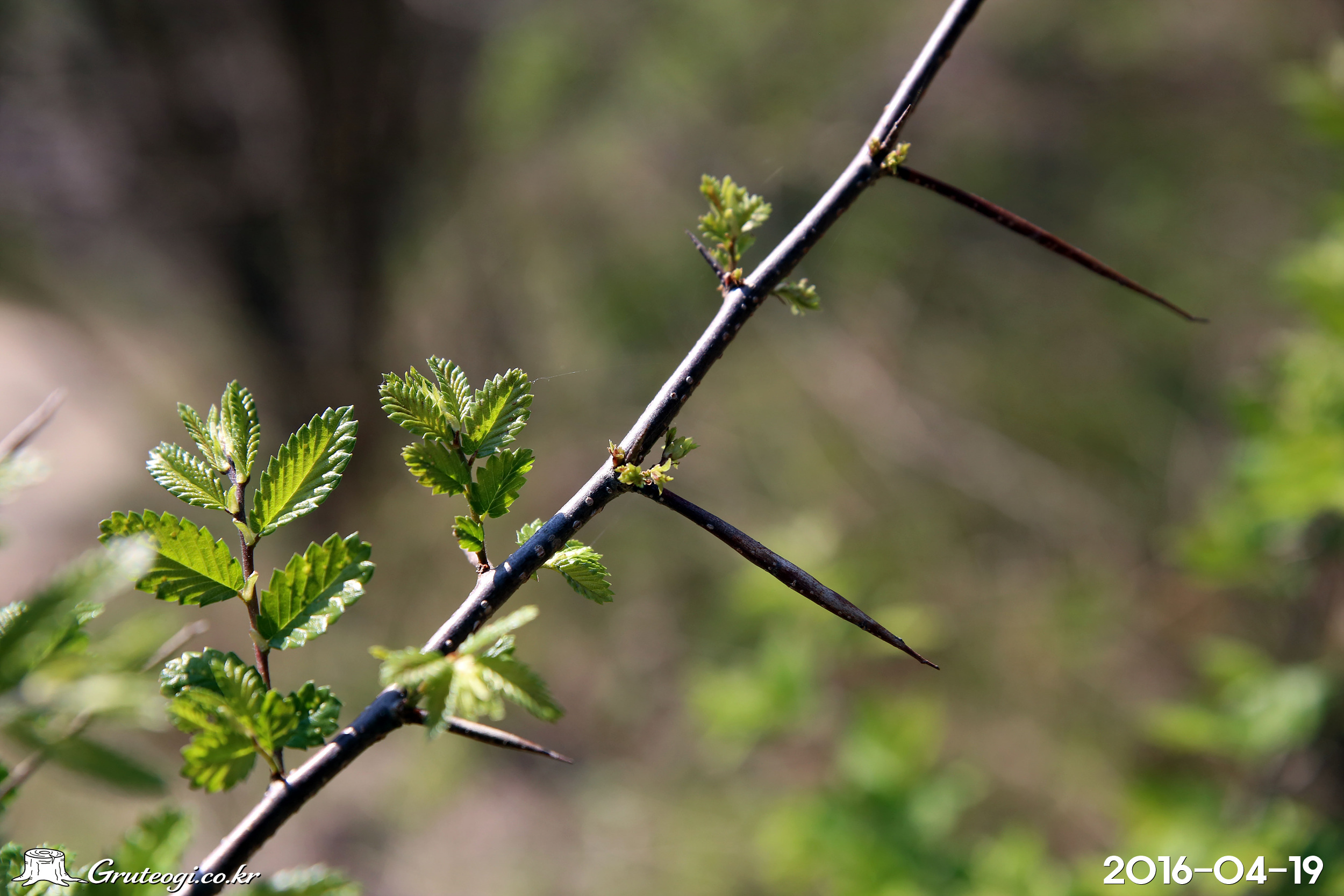 시무나무 Hemiptelea davidii (Hance) Planch.