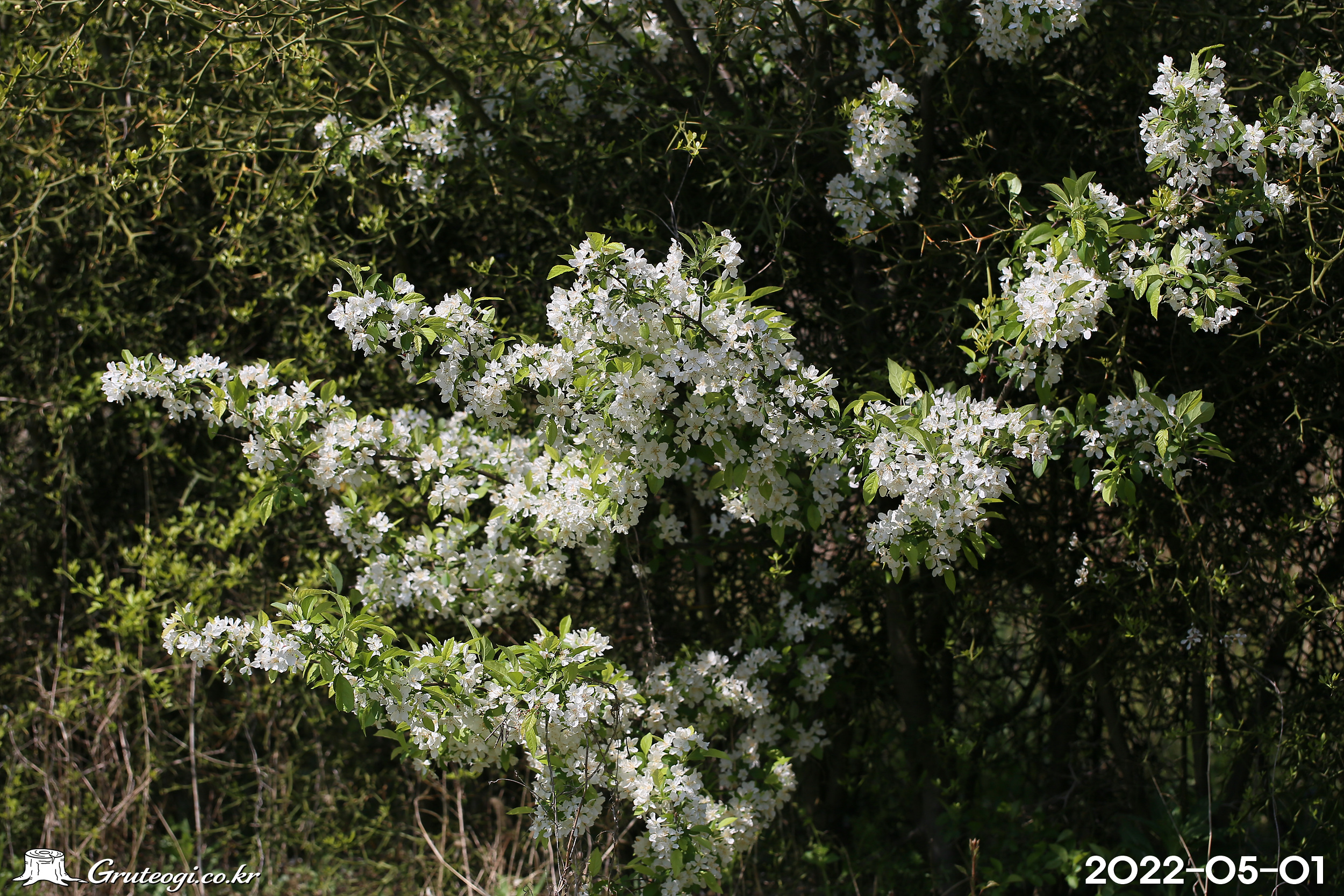 아그배나무 Malus toringo (Siebold) de Vriese