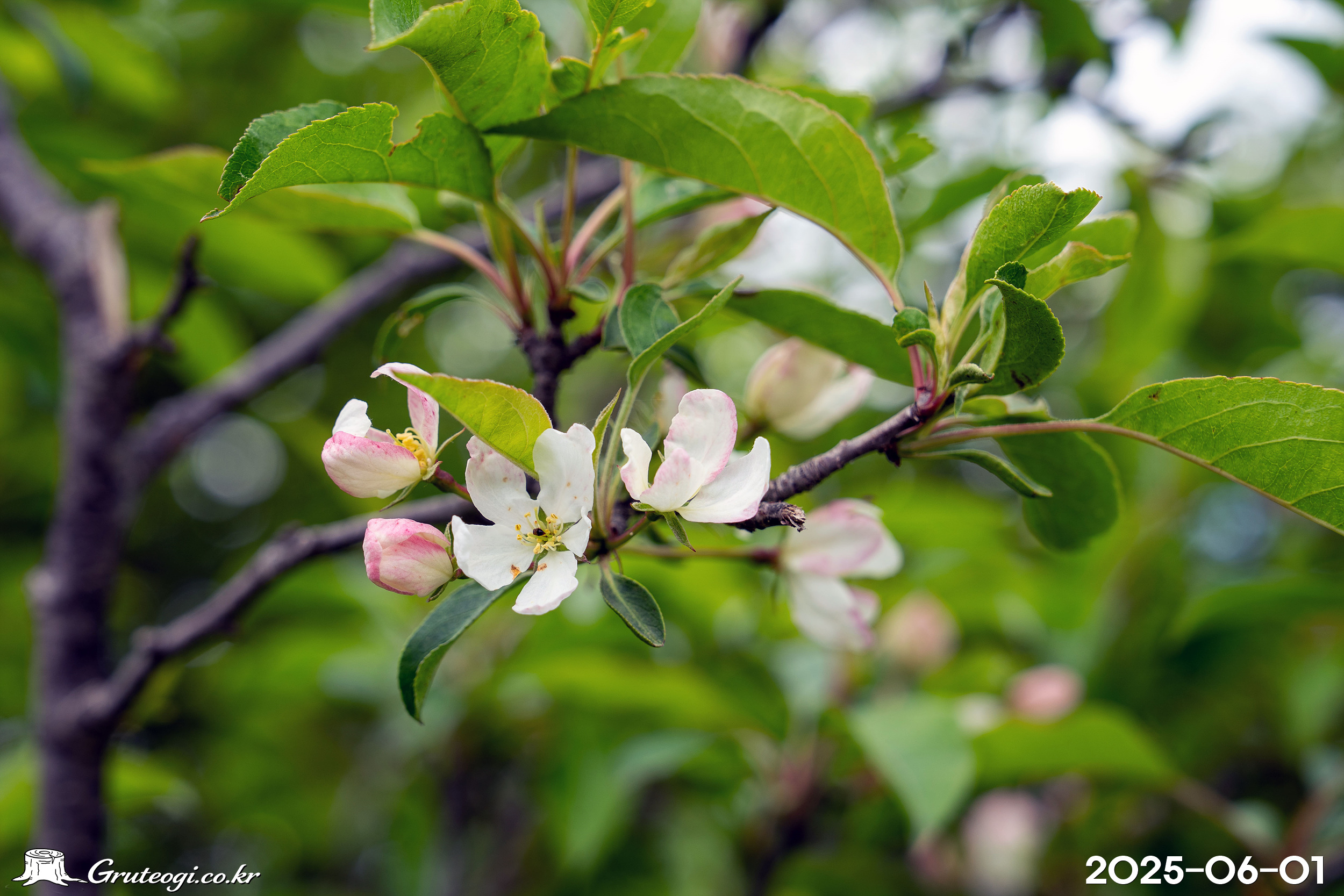 야광나무 Malus baccata (L.) Borkh.