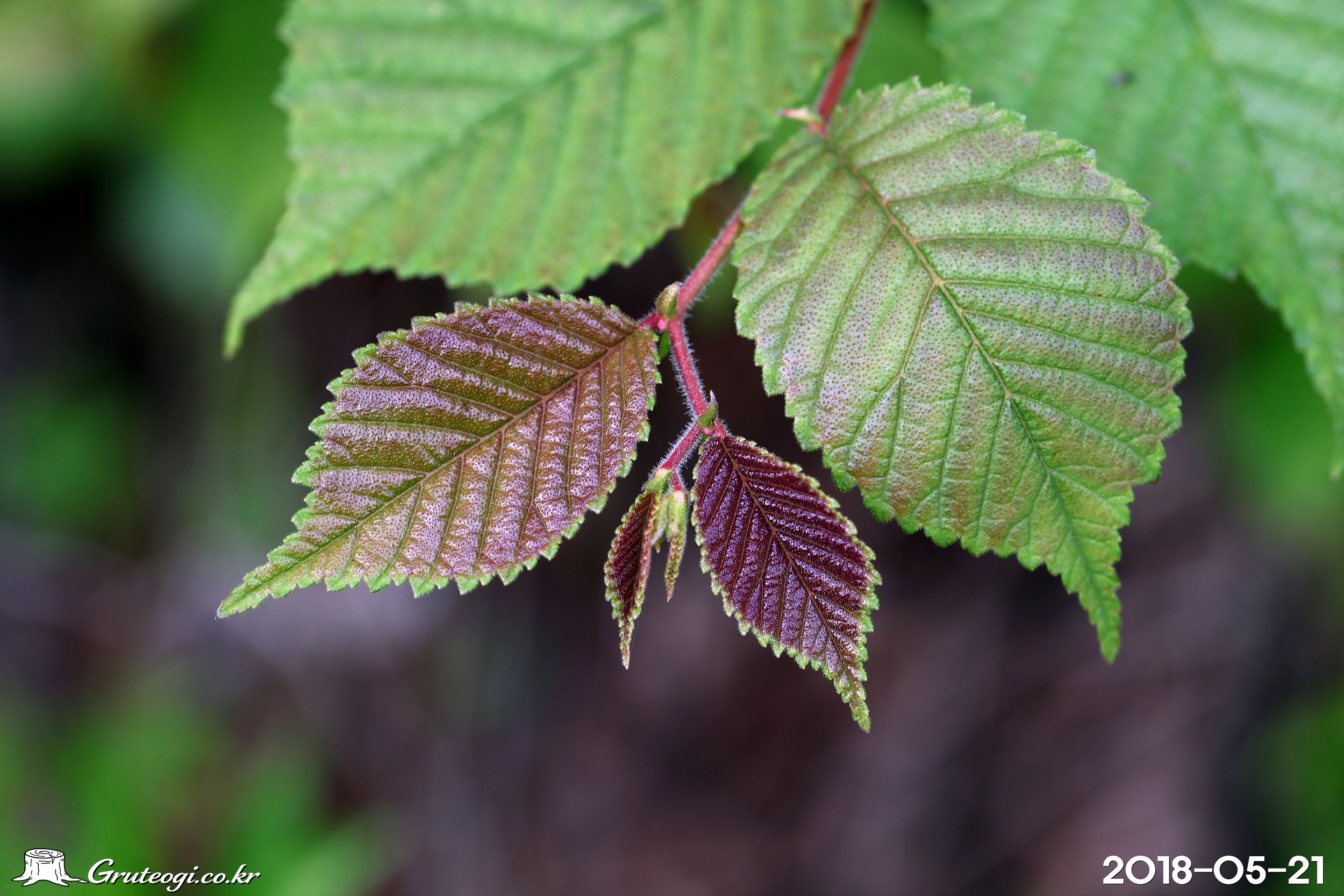 왕느릅나무 Ulmus macrocarpa Hance
