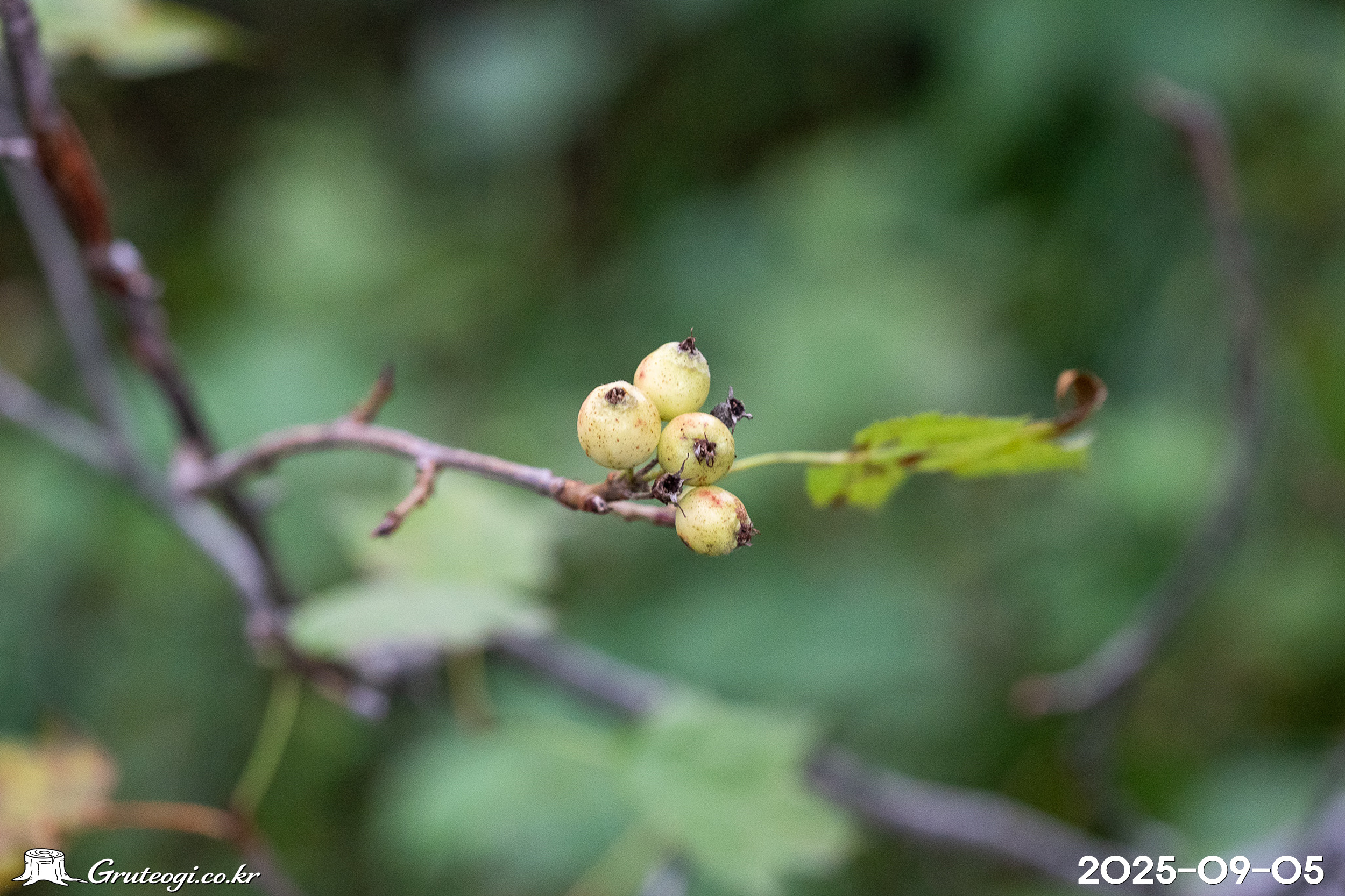 이노리나무 Malus komarovii (Sarg.) Rehder