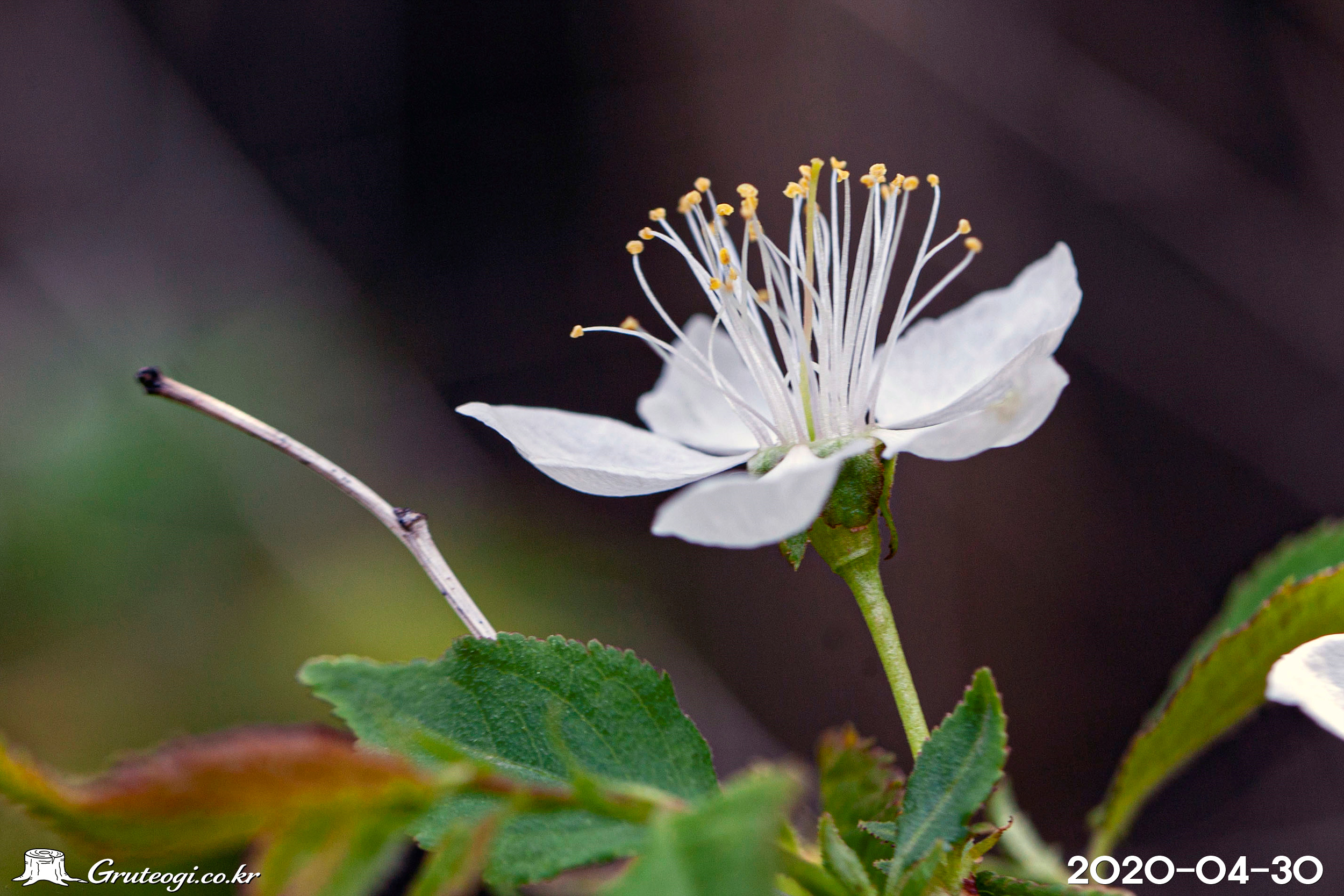 이스라지 Prunus japonica var. nakaii (H. Lév.) Rehder