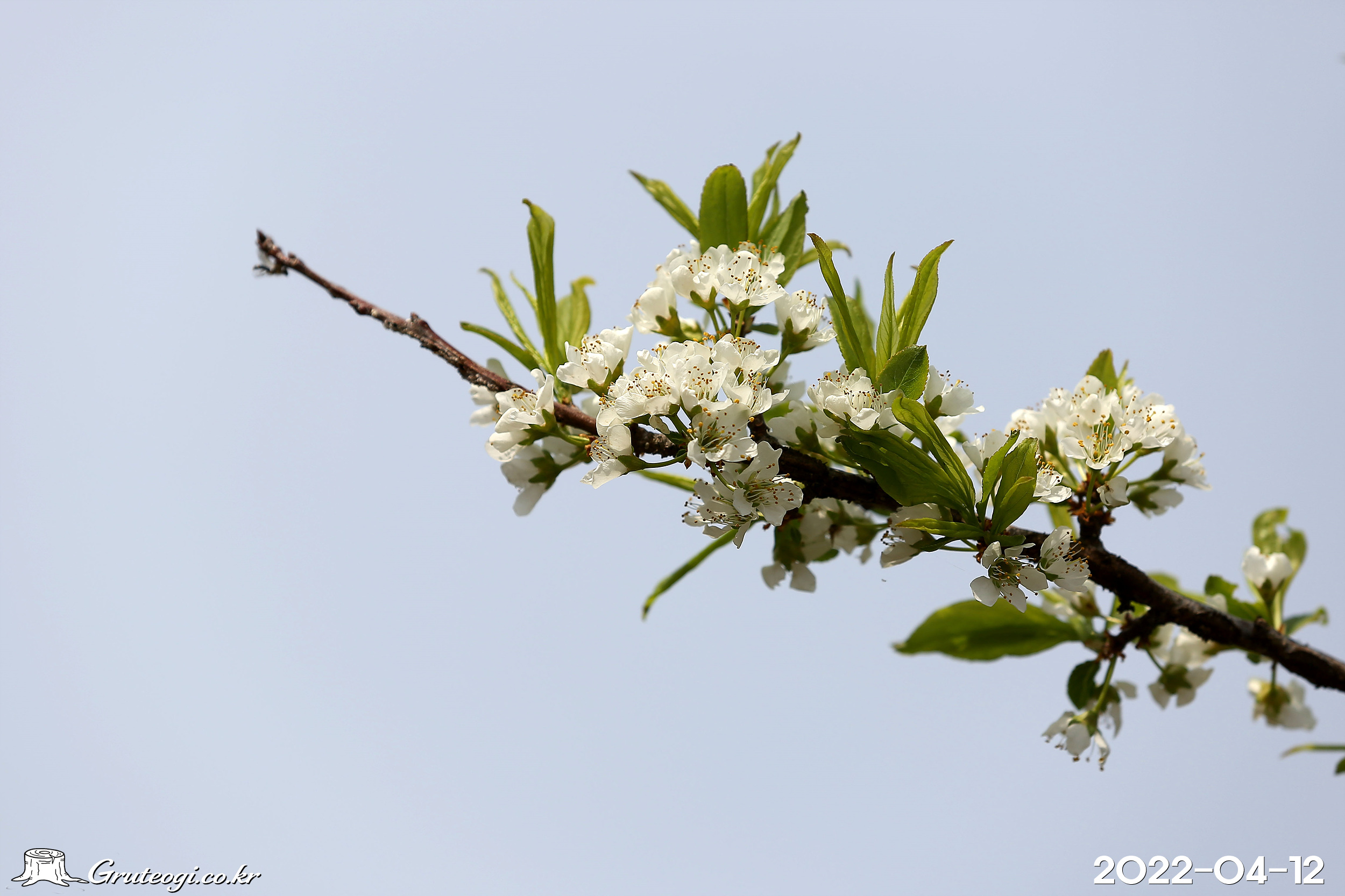 자도나무 Prunus salicina Lindl.