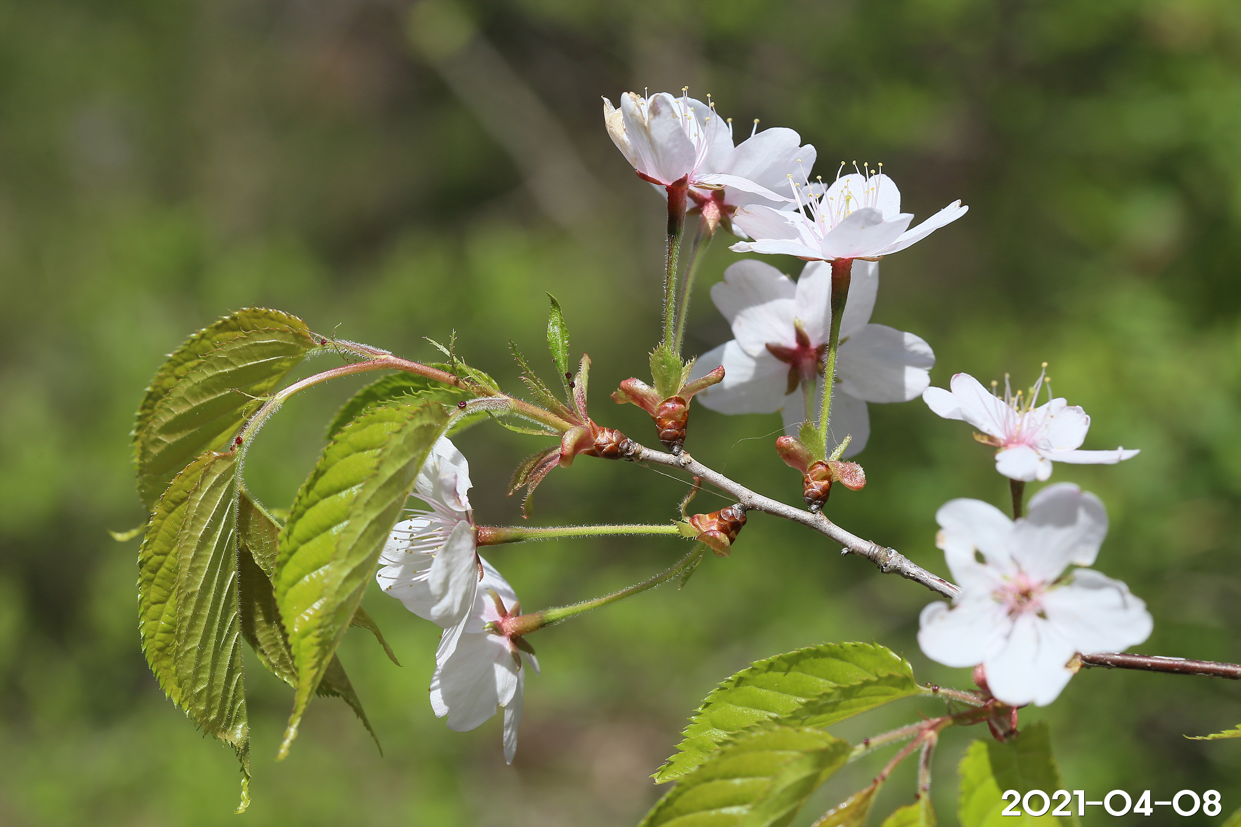 잔털벚나무 Prunus leveilleana Koehne