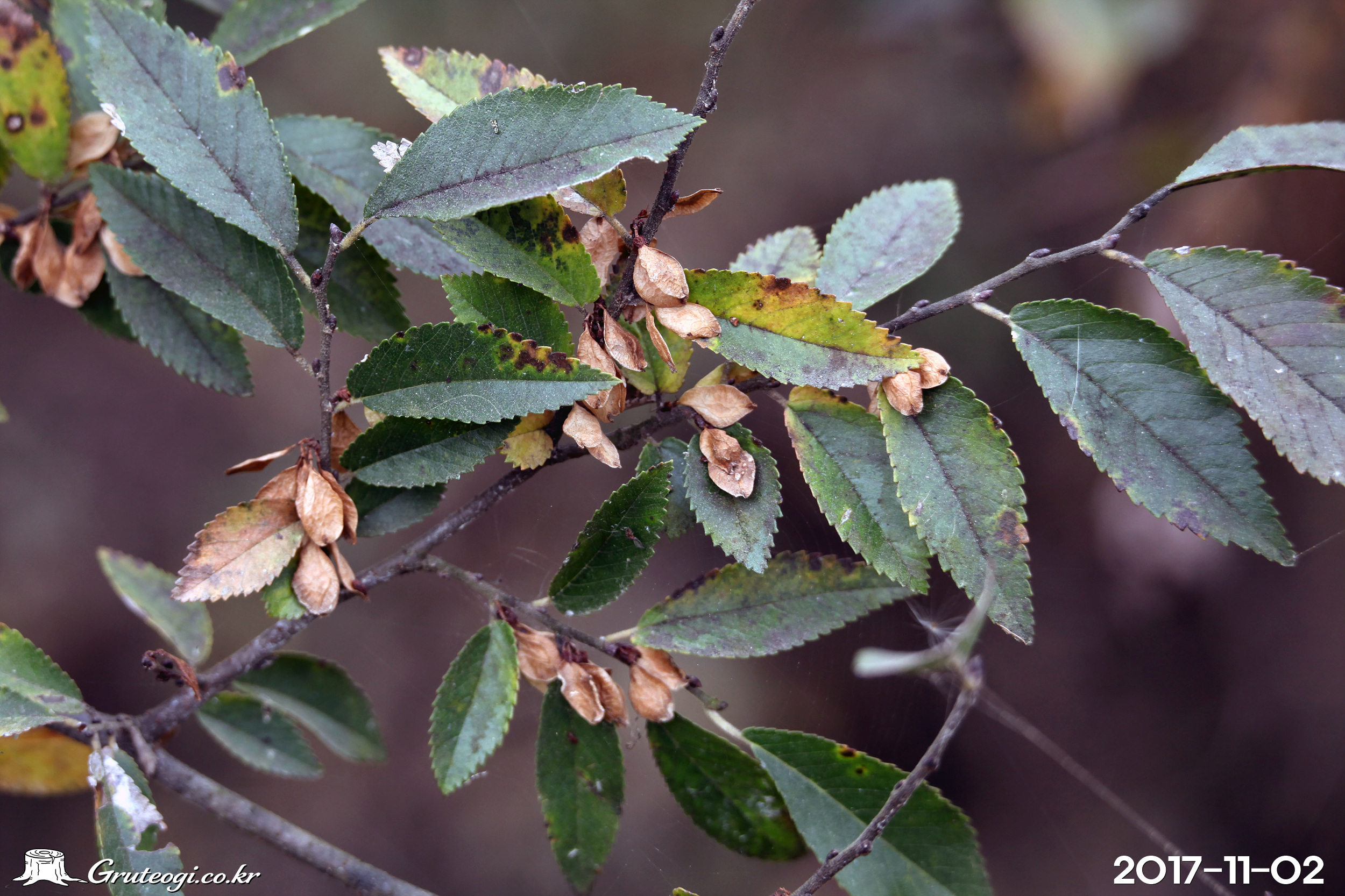참느릅나무 Ulmus parvifolia Jacq.